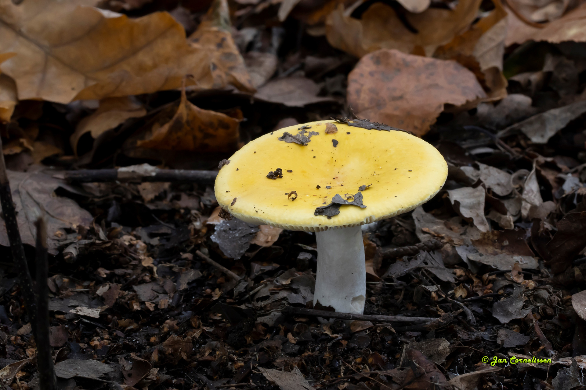 Gele berkenrussula