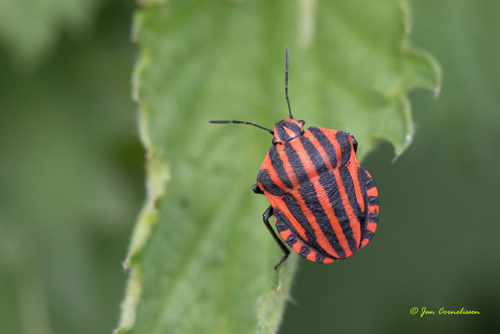 Pyamawants - Graphosoma lineatum, 2020