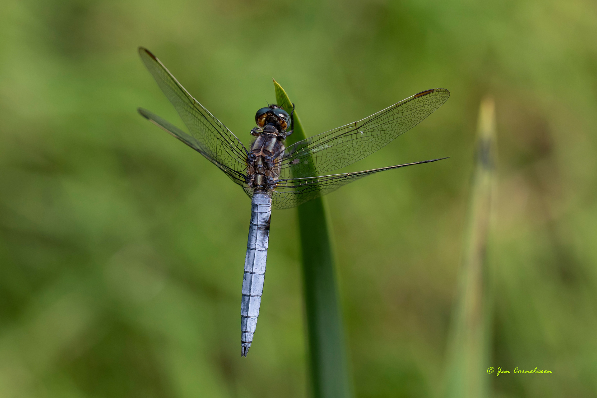 Beekoeverlibel - Orthetrum coerulescens (Weert, NL) 2021