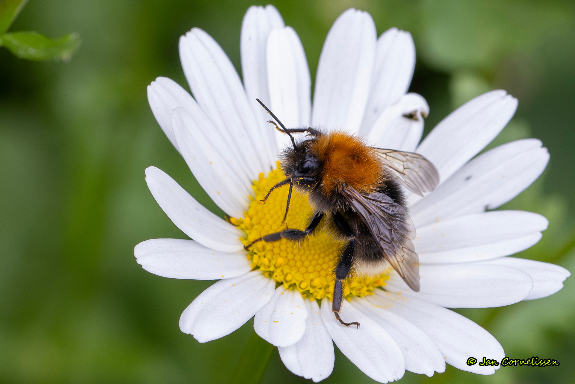 Boomhommel - Bombus hypnorum (Pelt, B) 2024