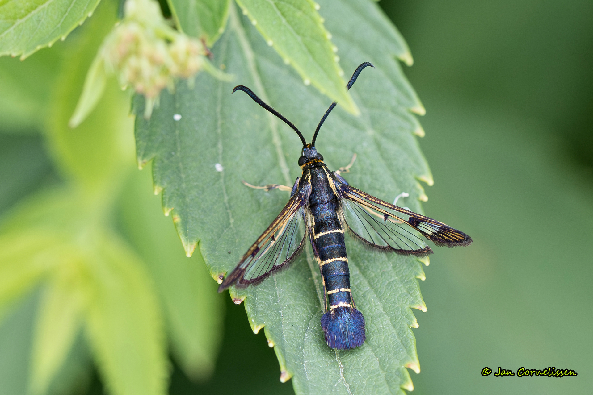 Bessenglasvlinder - Synanthedon tipuliformis (Pelt, B) 2025