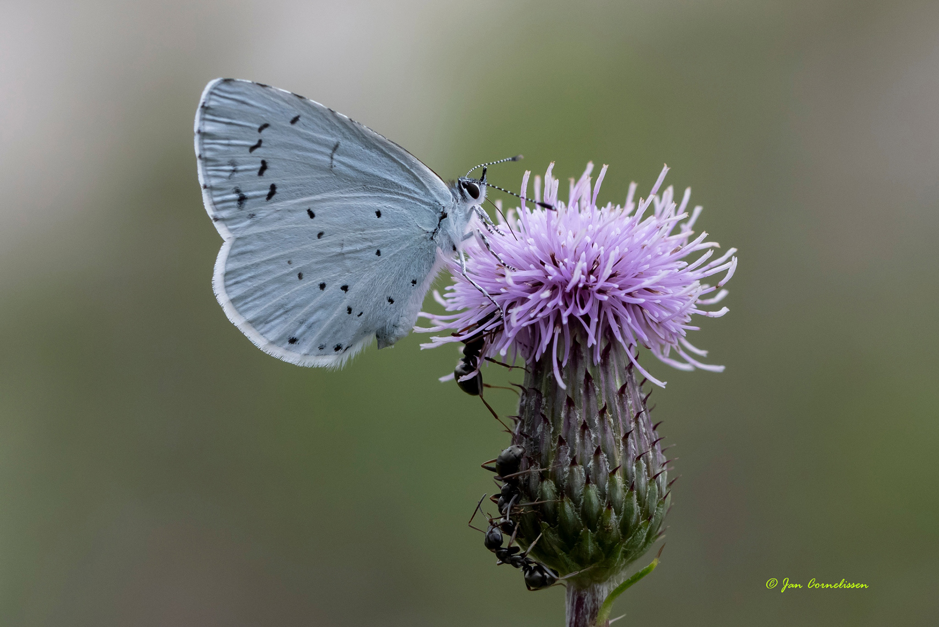 Boomblauwtje - Celastrina argiolus (Pelt, B) 2021