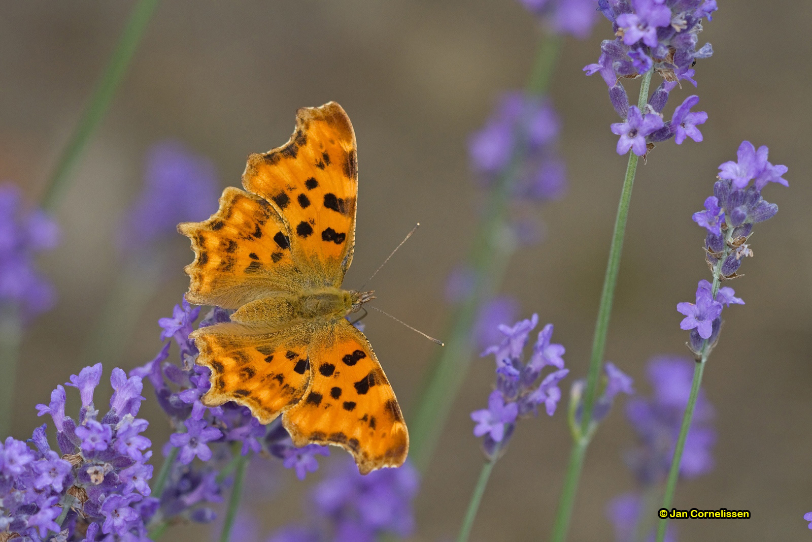 Gehakkelde aurelia - Polygonia c-album (Pelt, B) 2010