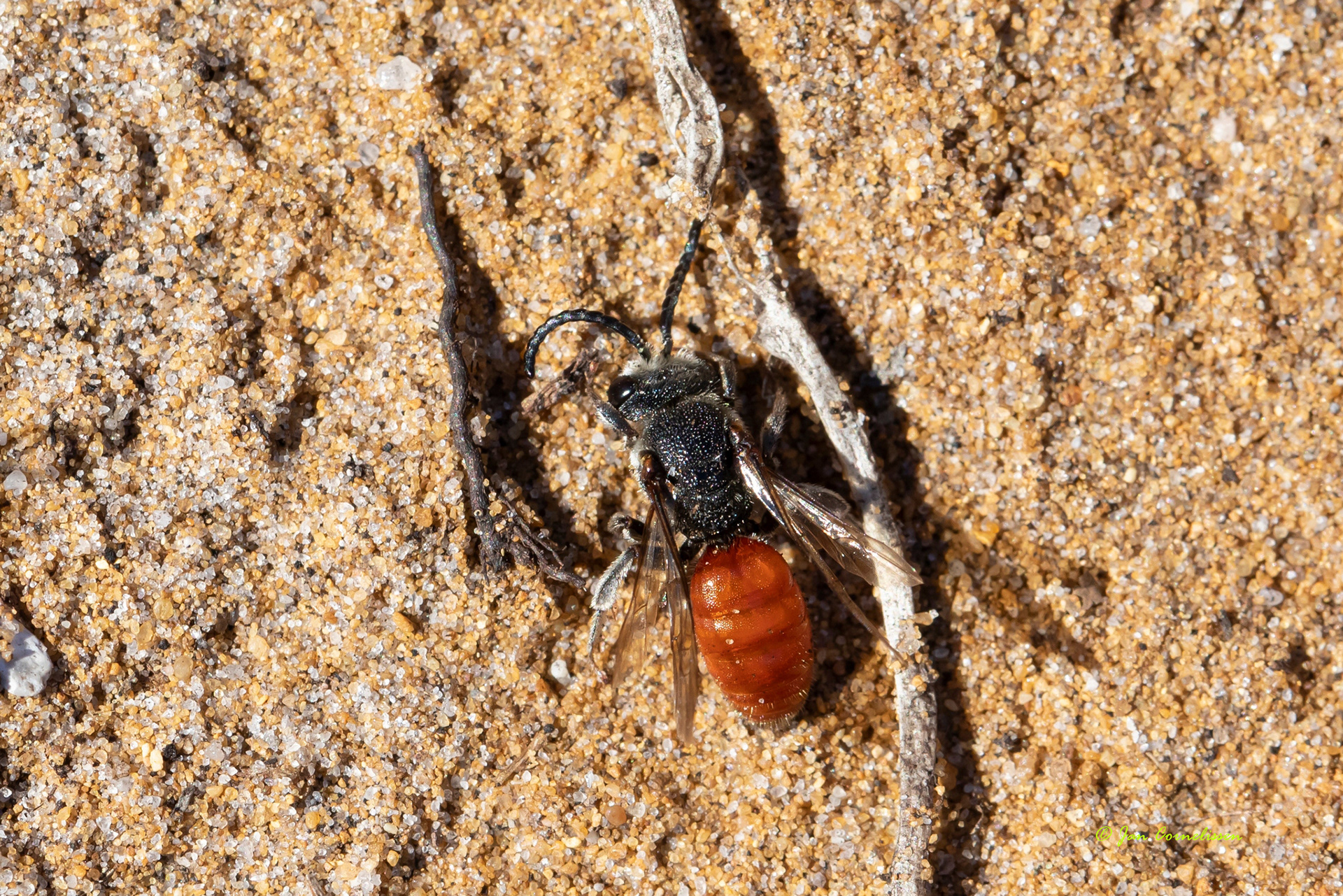 Grote bloedbij - Sphecodes albilabris (Pelt, B) 2022