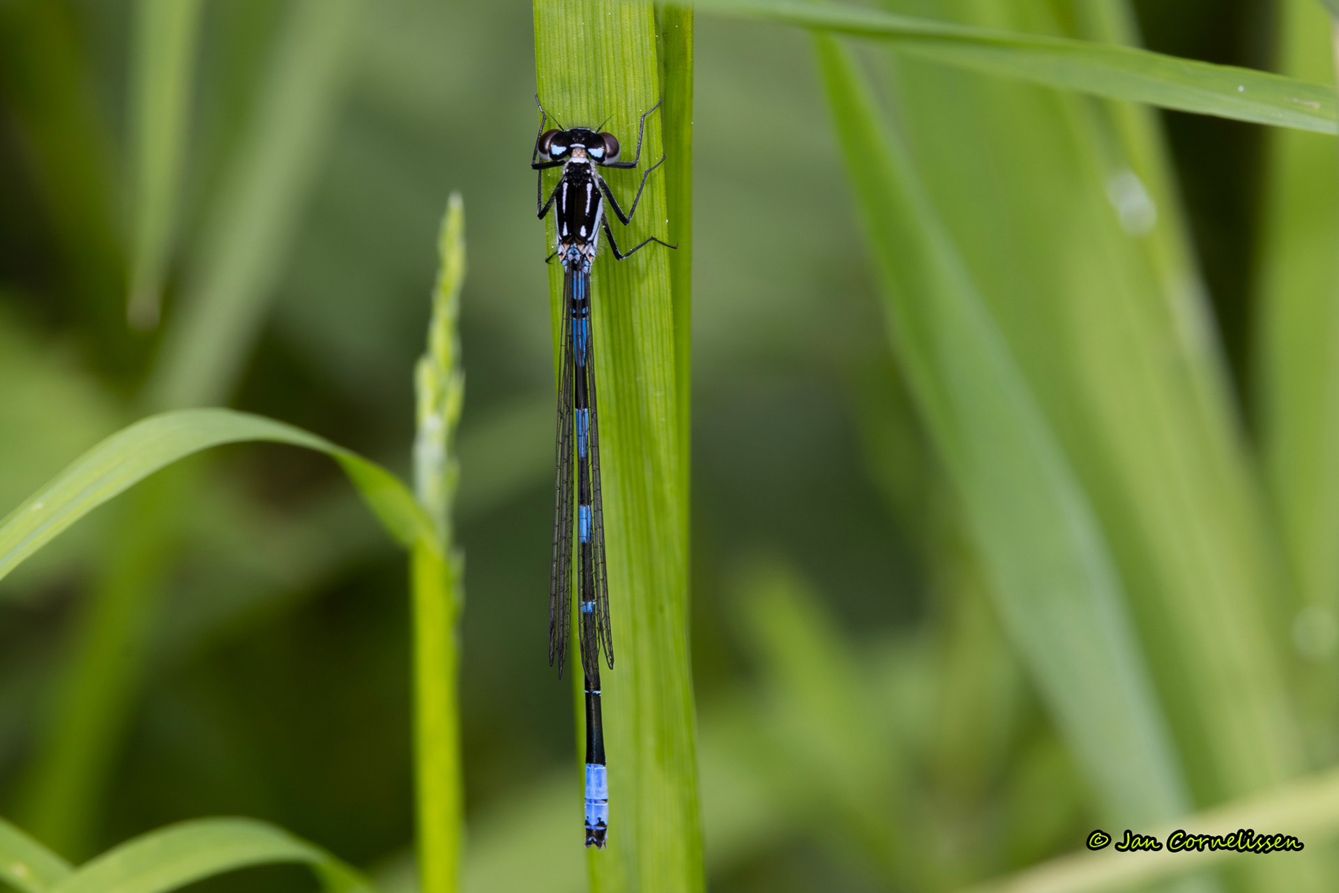 Variabele waterjuffer - Coenagrion pulchellum (Pelt, B) 2024