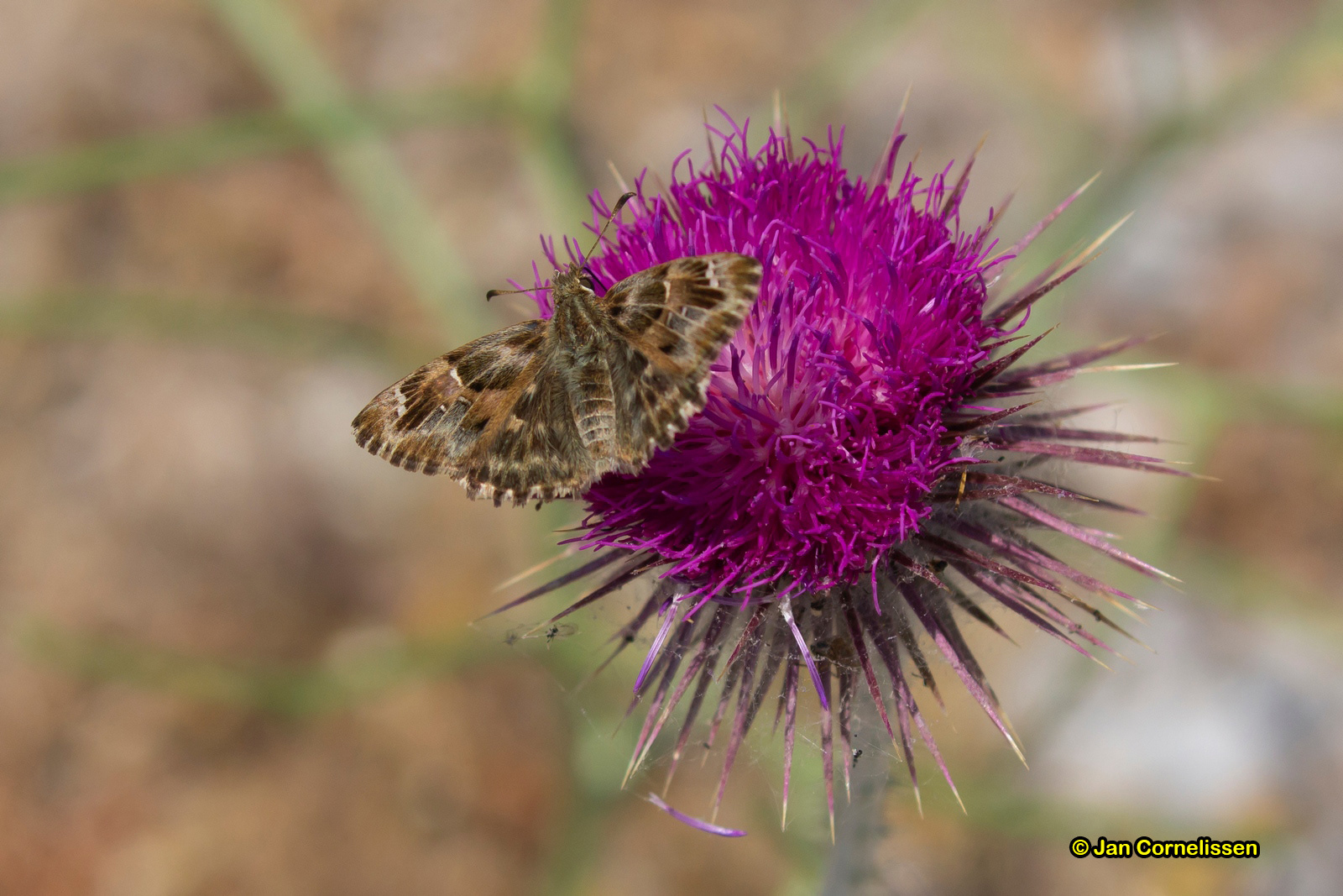 Oostelijk andoorndikkopje - Carcharodus orientalis (Lesbos, GR) 2018