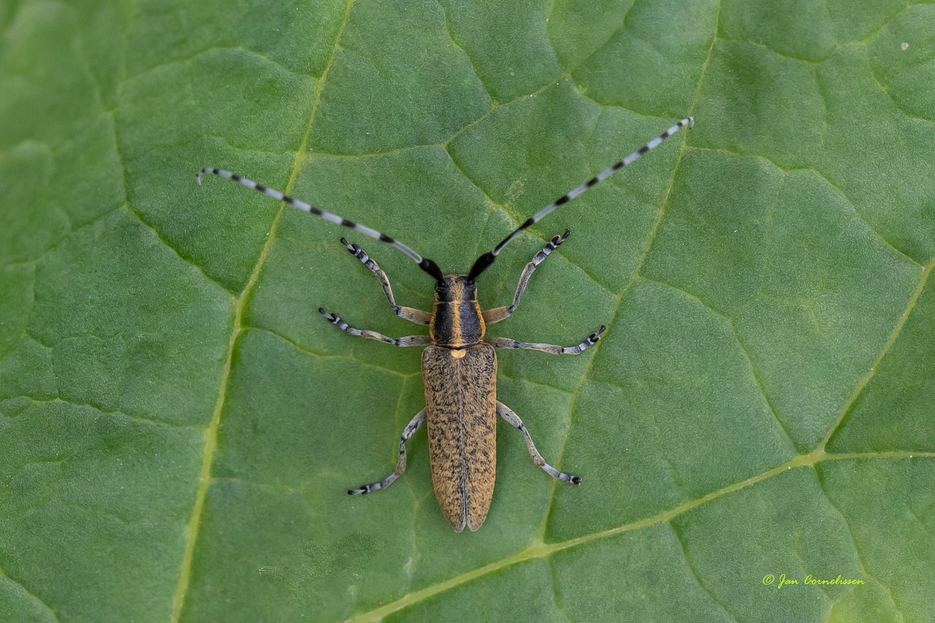 Gewone distelbok - Agapanthia villosoviridescens (Bocholt, B) 2021