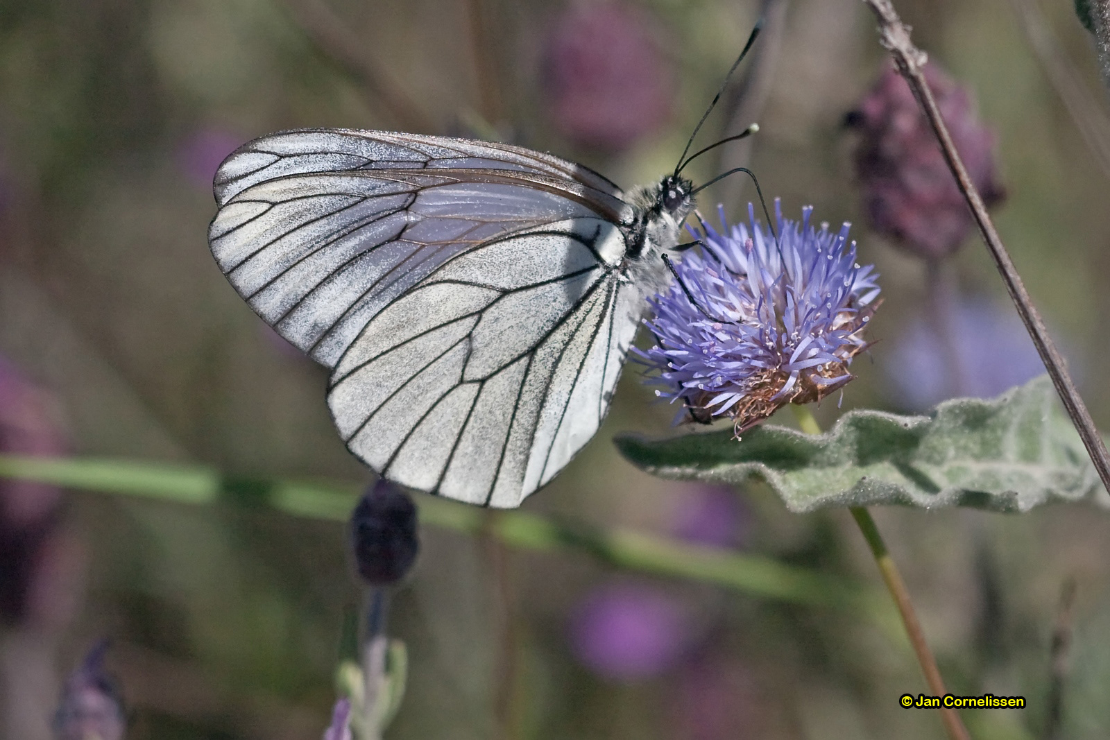 Groot geaderd witje - Aporia crataegi (Extremadura, E) 2011