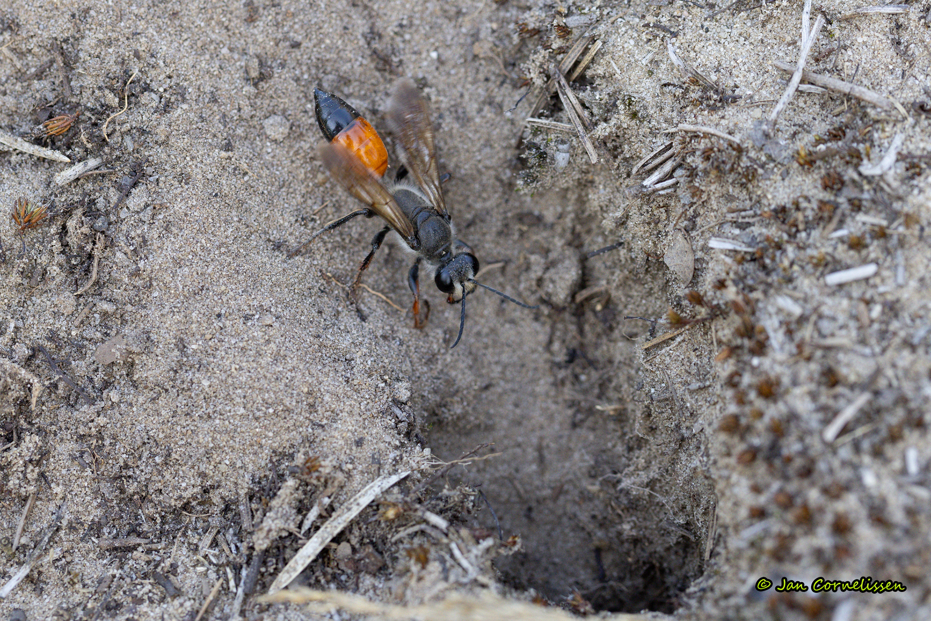 Sabelsprinkhanendoder - Sphex funerarius (Leende, NL) 2023