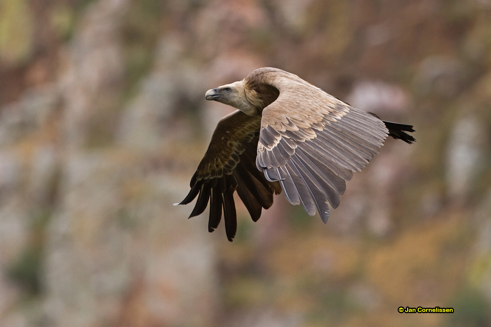 Vale gier - Griffon Vulture - Gyps fulvus