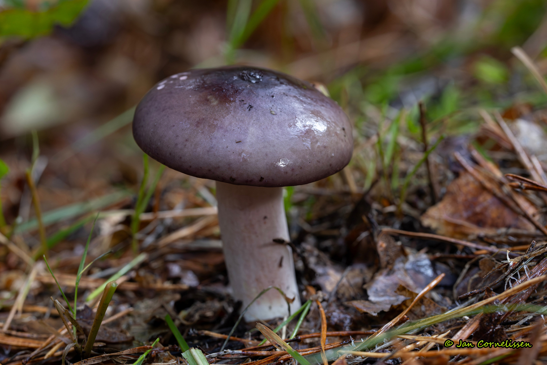 Papilrussula