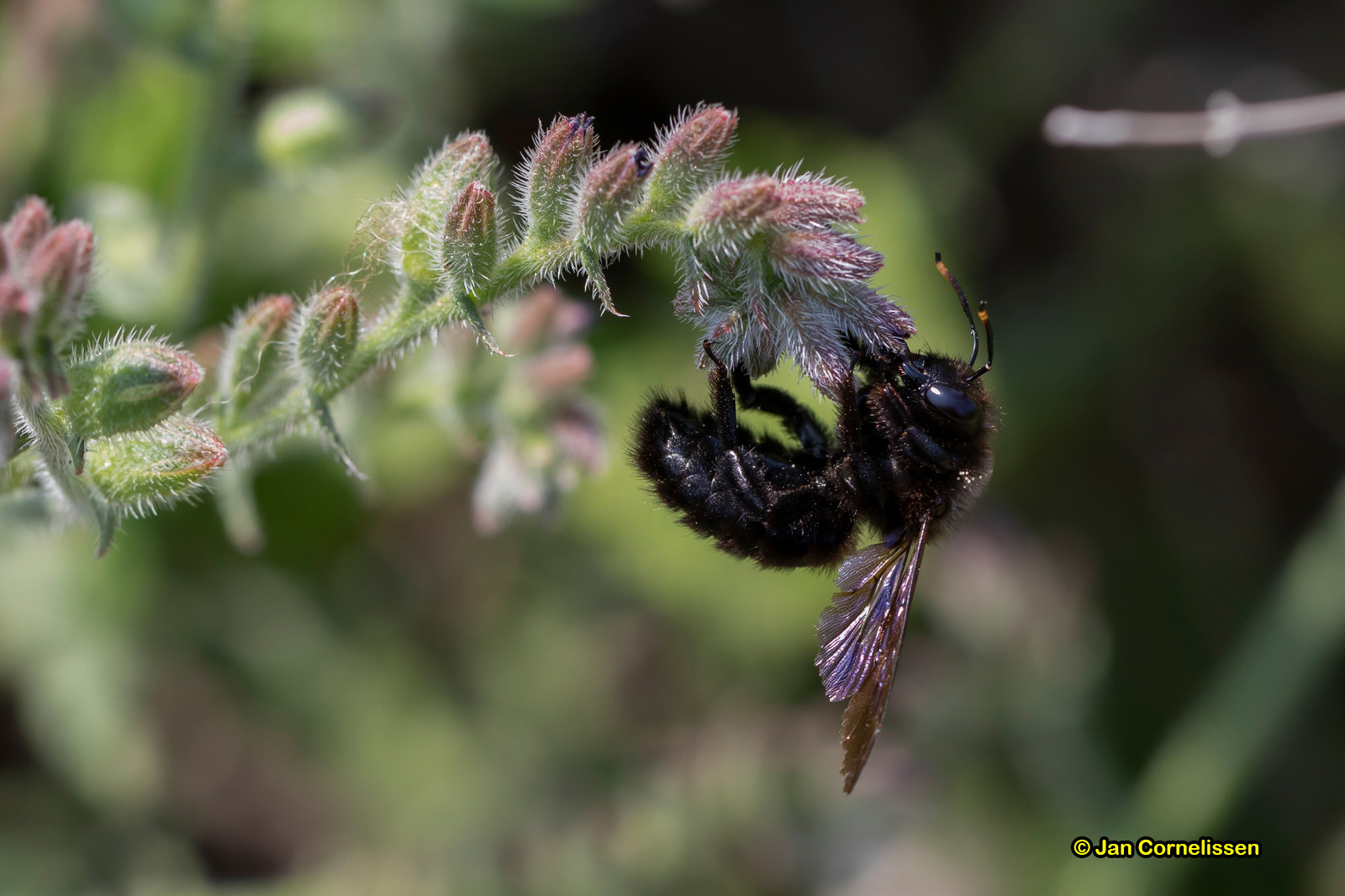 Blauwzwarte houtbij - Xylocopa violacea (Lesbos, GR) 2018