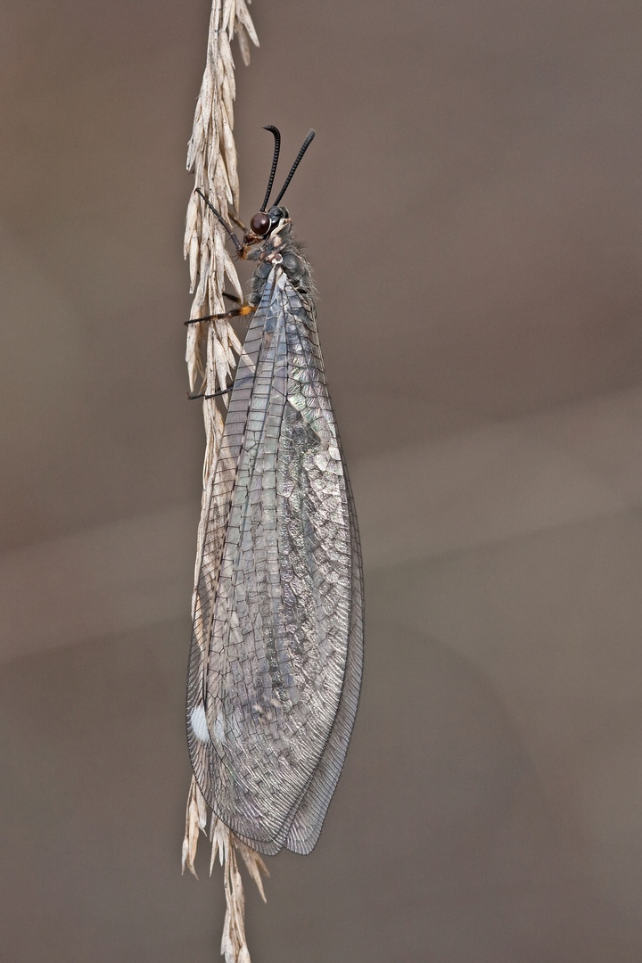 Gevlekte mierenleeuw - (Euroleon nostras (Bergeijk, NL), 2009