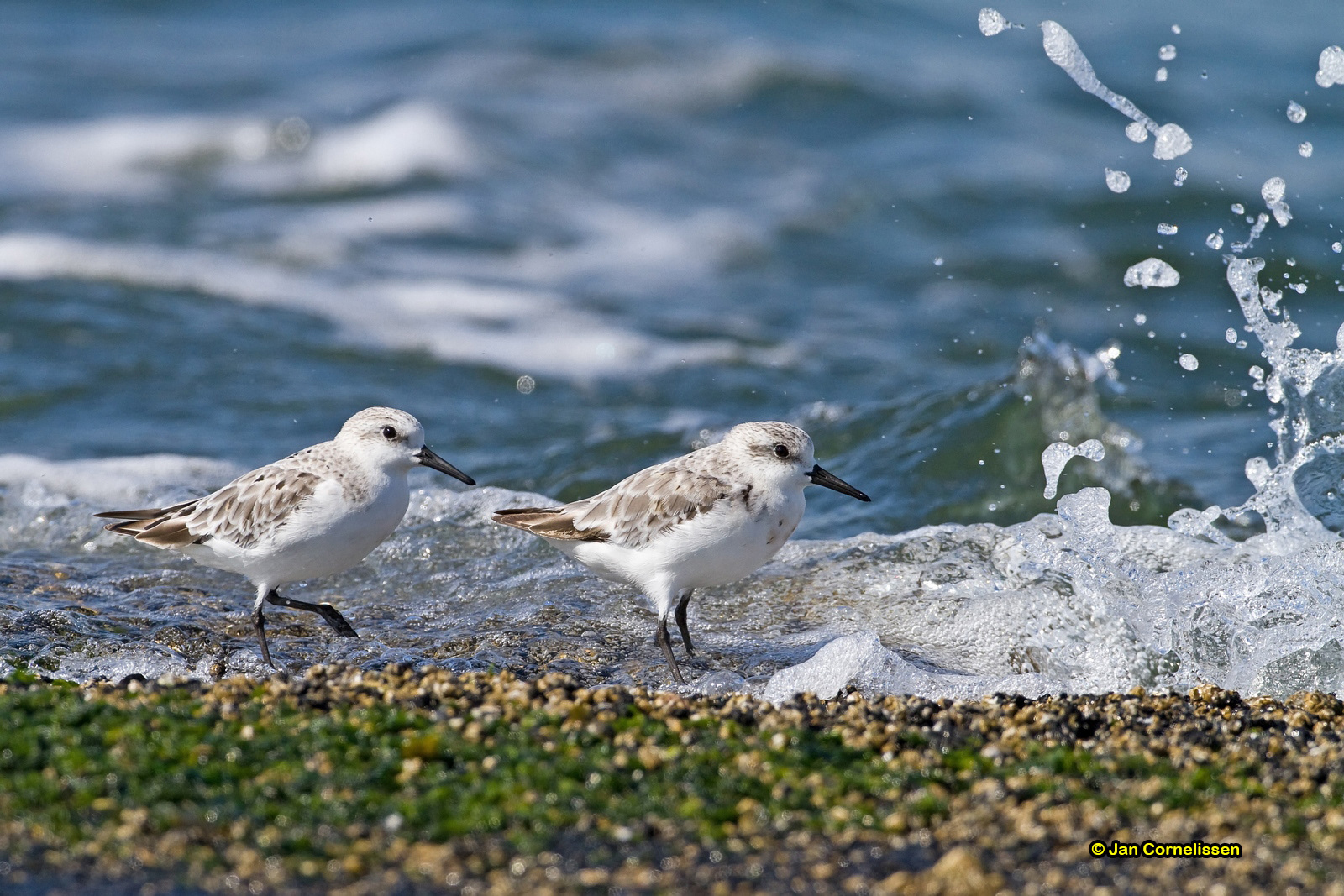 Drieteenstrandlopers