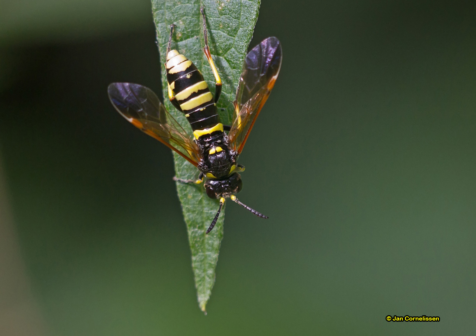 bladwesp (Tenthredo marginella/thompsoni) 2012