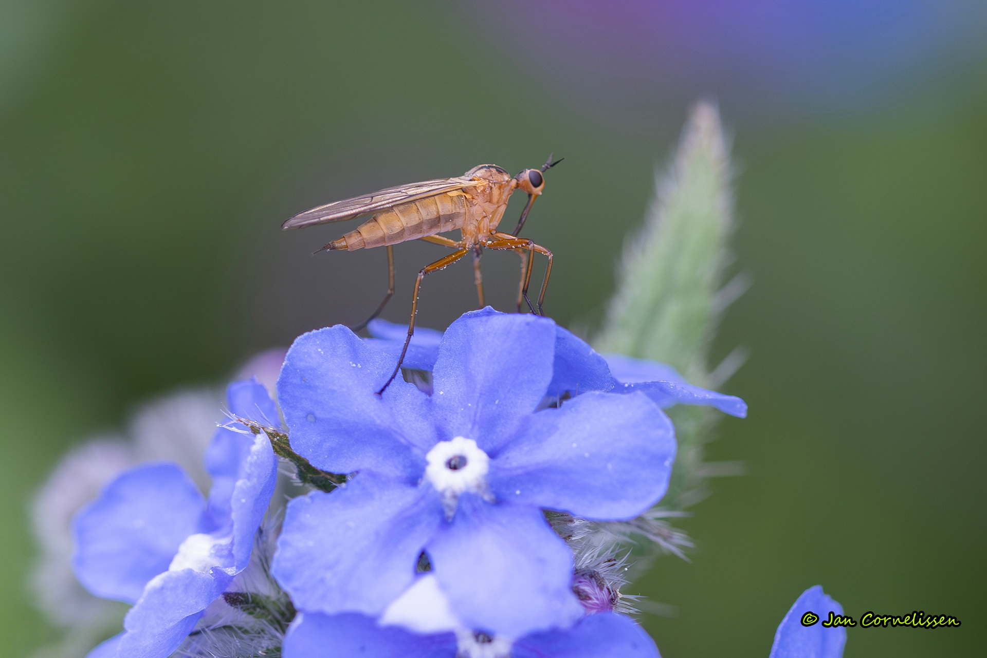 Tweestreepdansvlieg - Empis digramma (Pelt, B) 2024