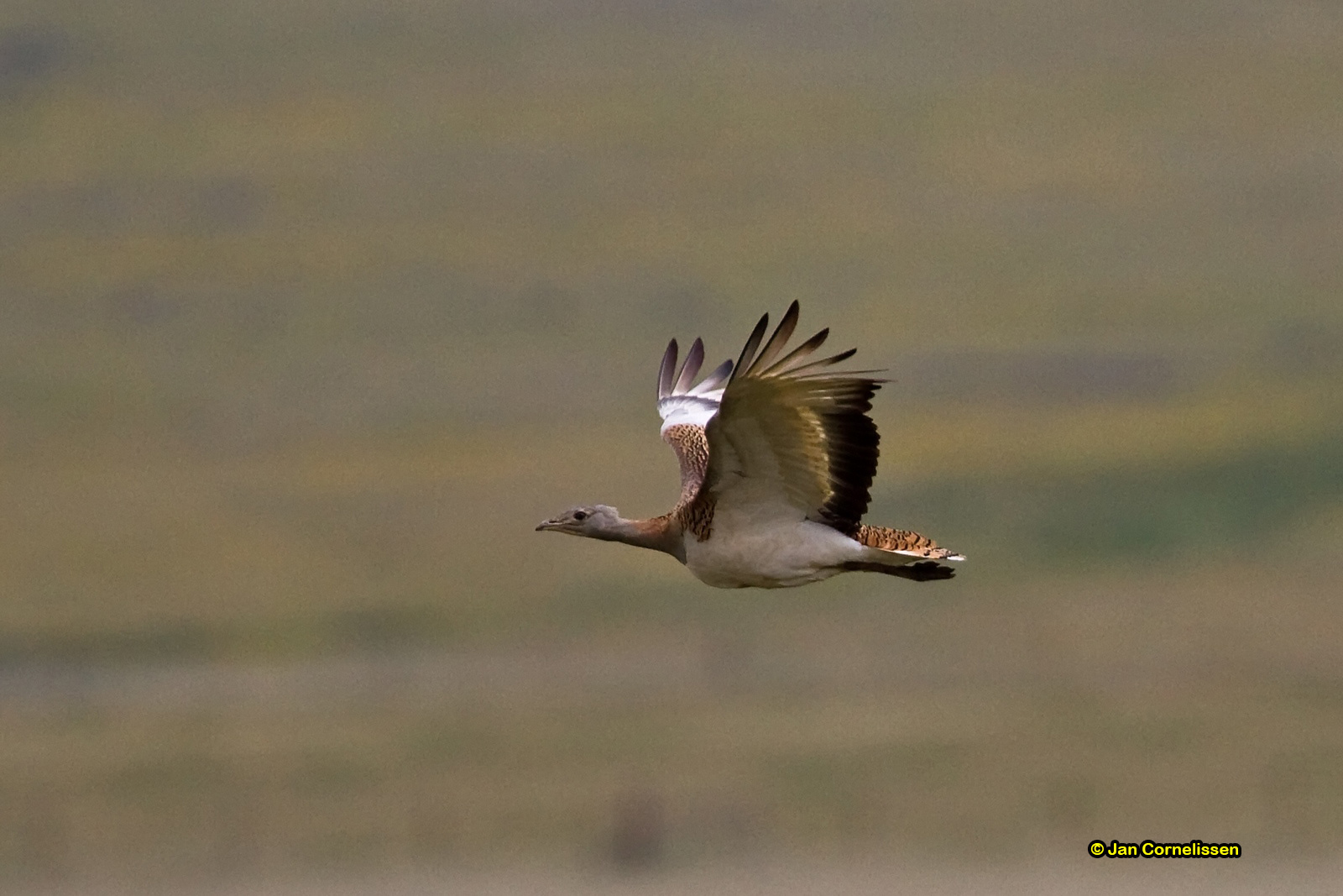 Grote trap - Great Bustard - Otis tarda