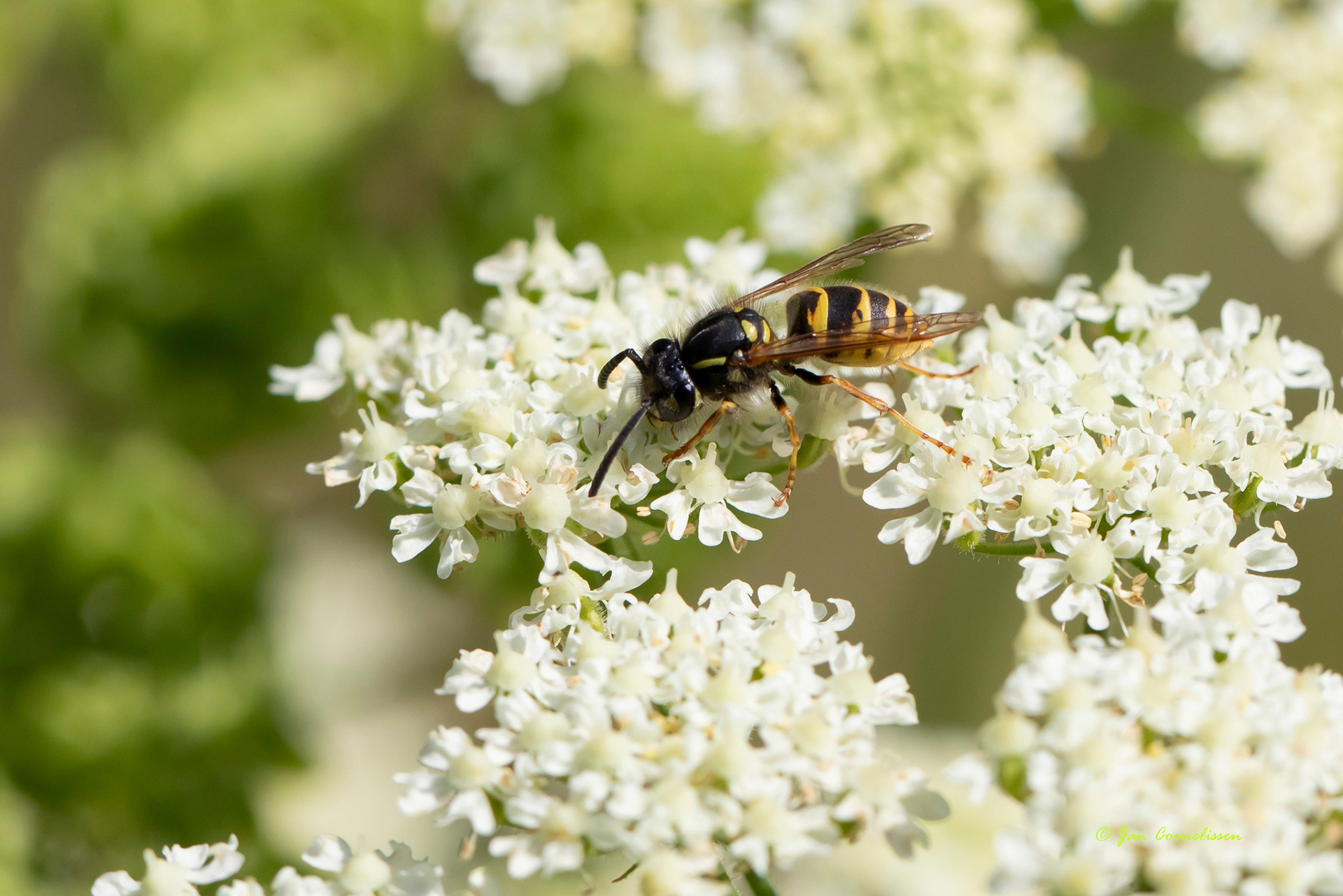 Gewone wesp - Vespula vulgaris (Pelt, B) 2022
