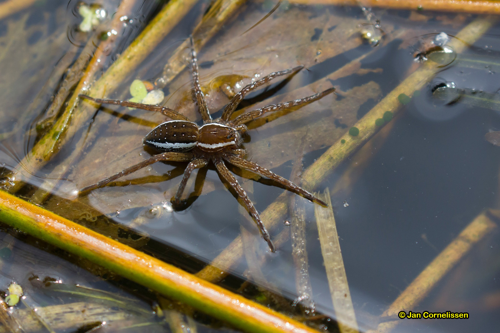 Gerande oeverspin - Dolomedes fimbriatus (Bree, B) 2017