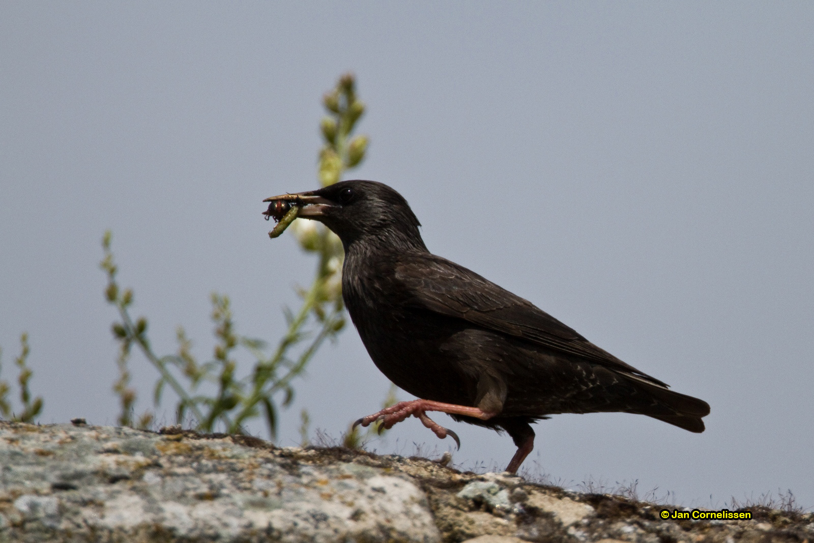Zwarte spreeuw - Spotless Starling - Sturnus unicolor