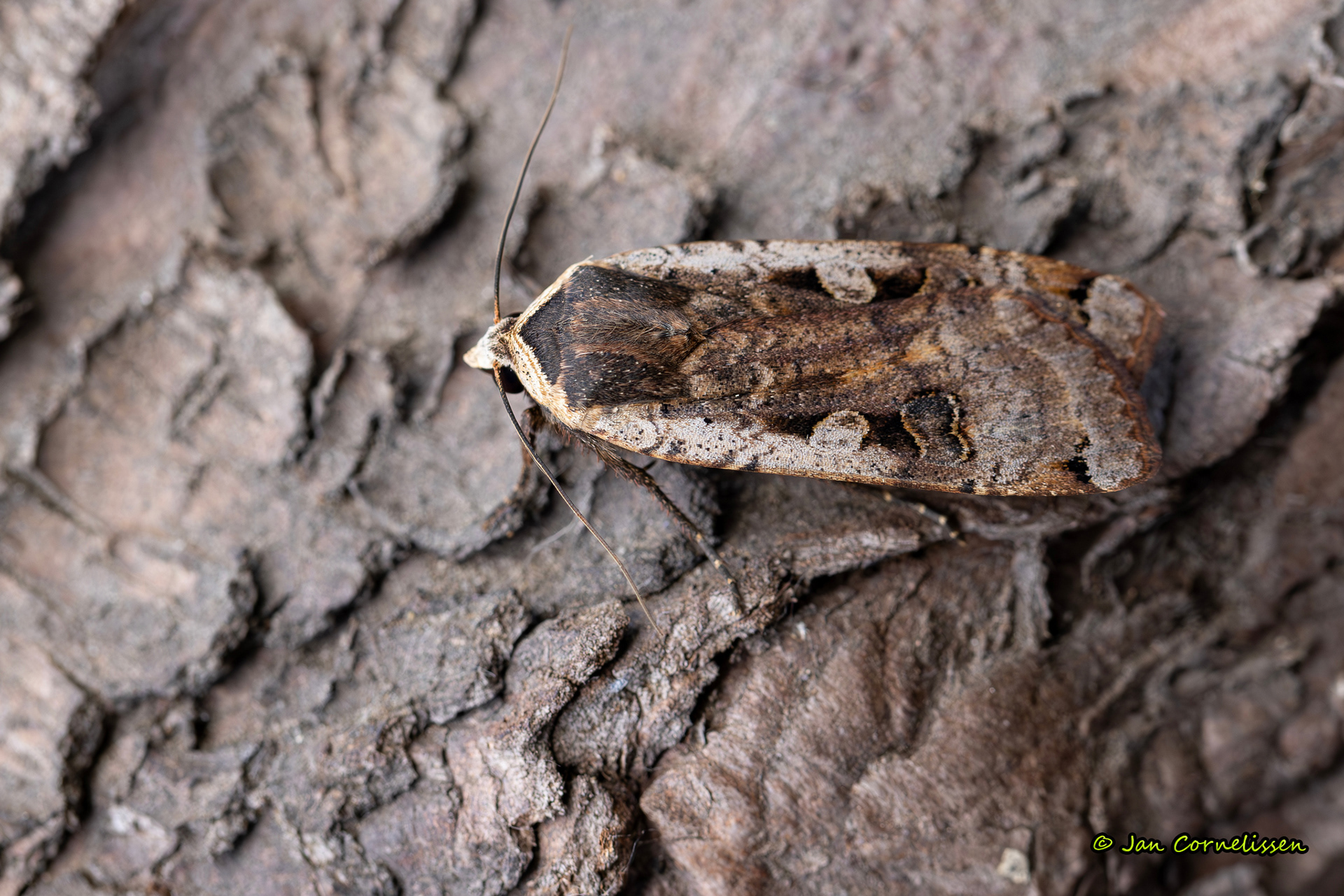 Huismoeder - Noctua pronuba (Pelt, B) 2025