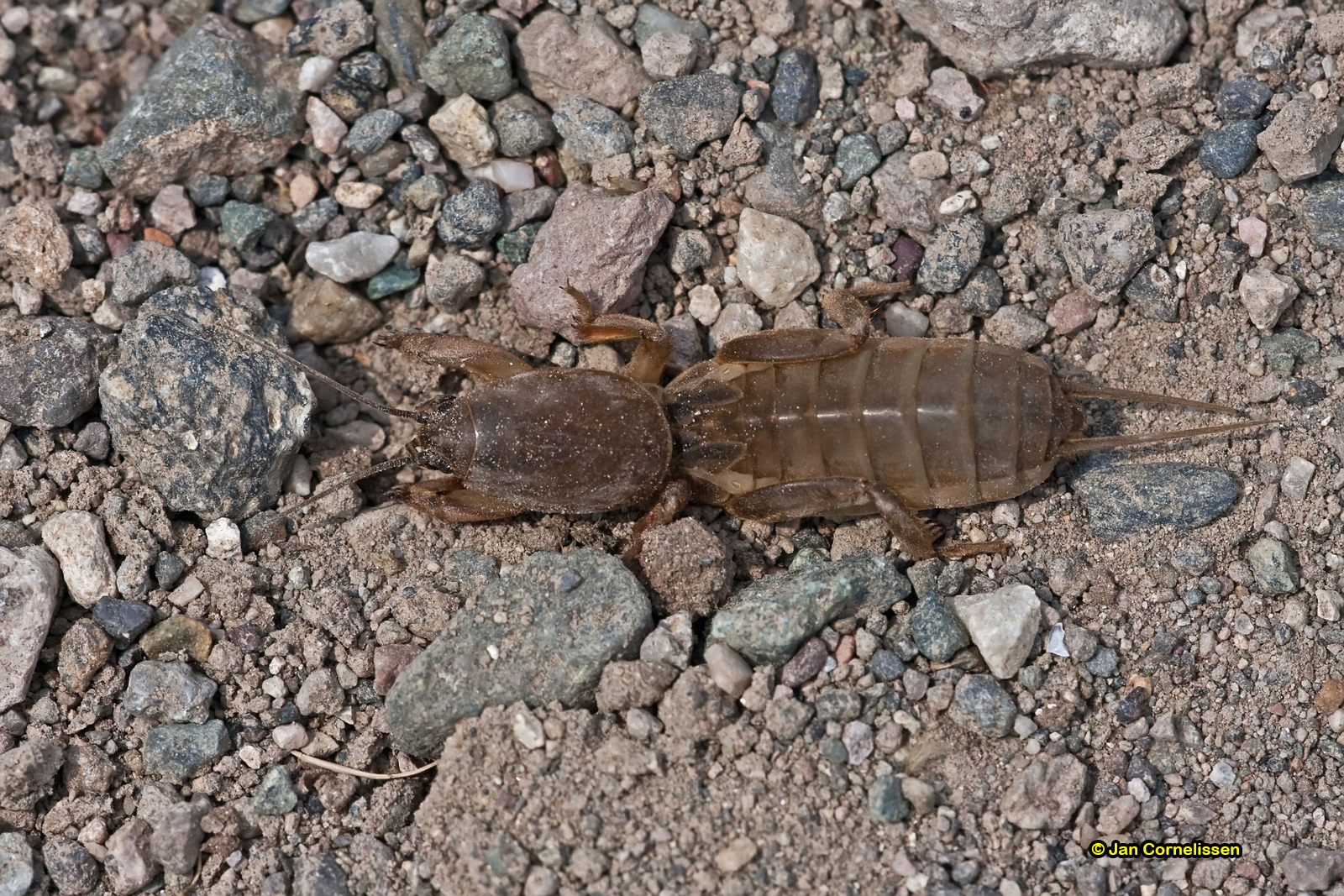 Veenmol - Gryllotalpa gryllotalpa (Lesbos, GR) 2009