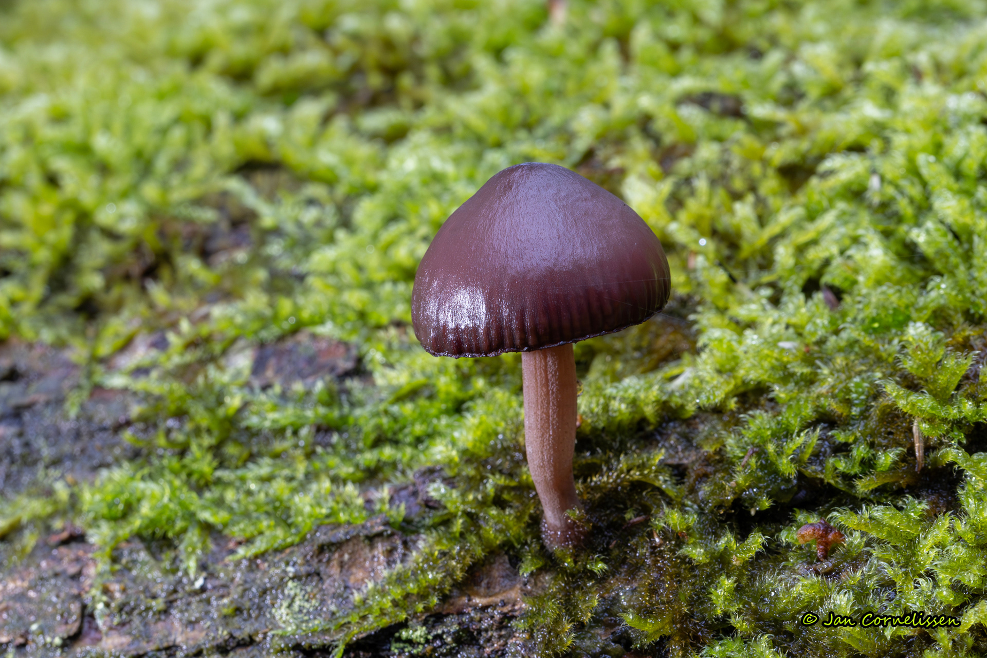 Grote bloedsteelmycena