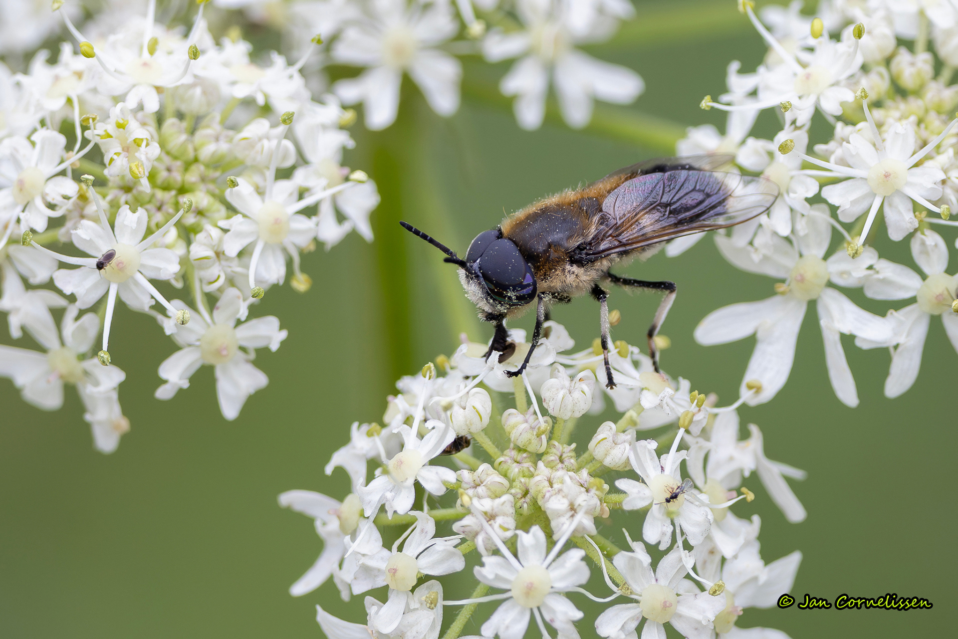 Langsprietdaas - Heptatoma pellucens (Bocholt, B) 2023
