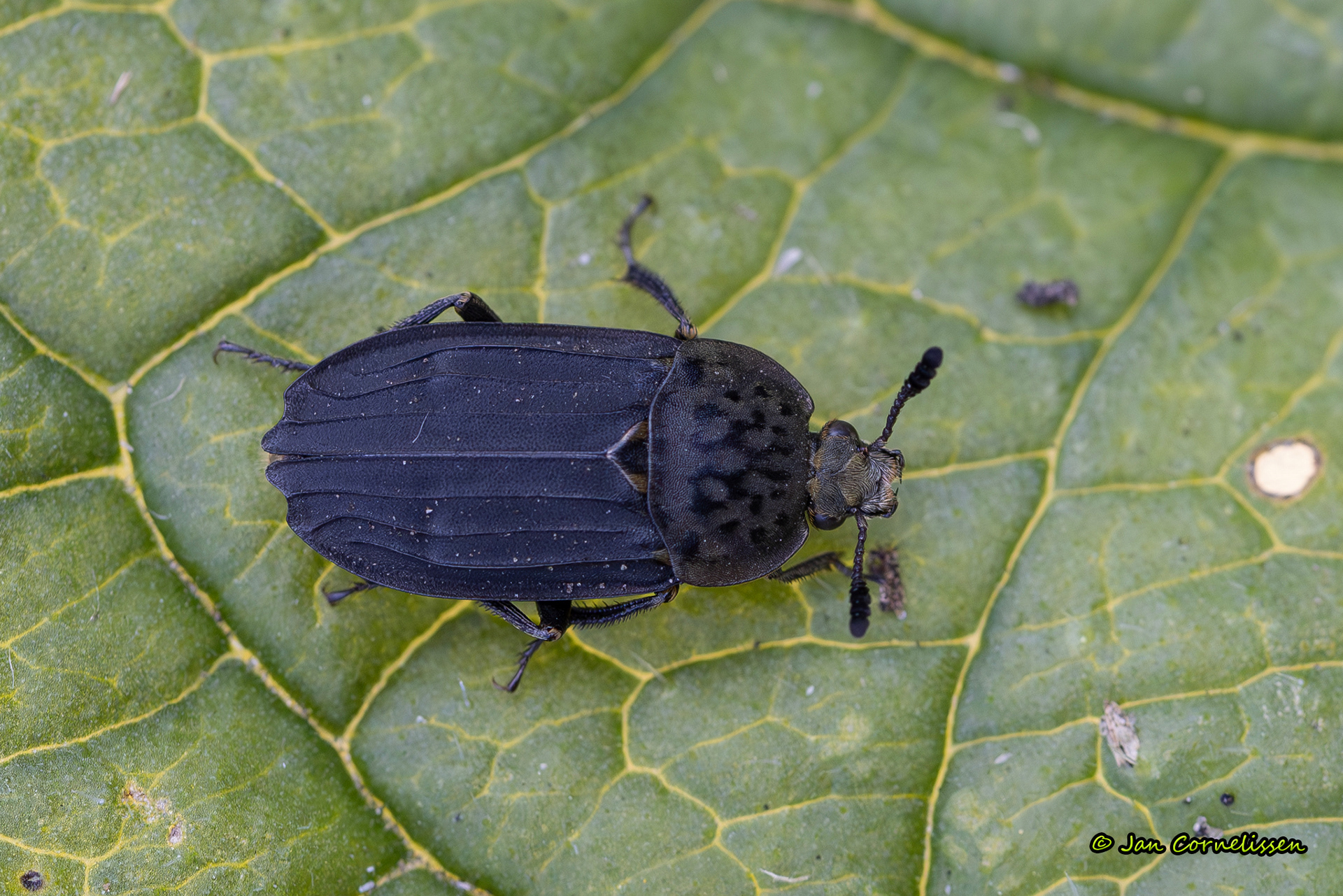 Thanatophilus sinatus (aaskever) (Pelt, B) 2025