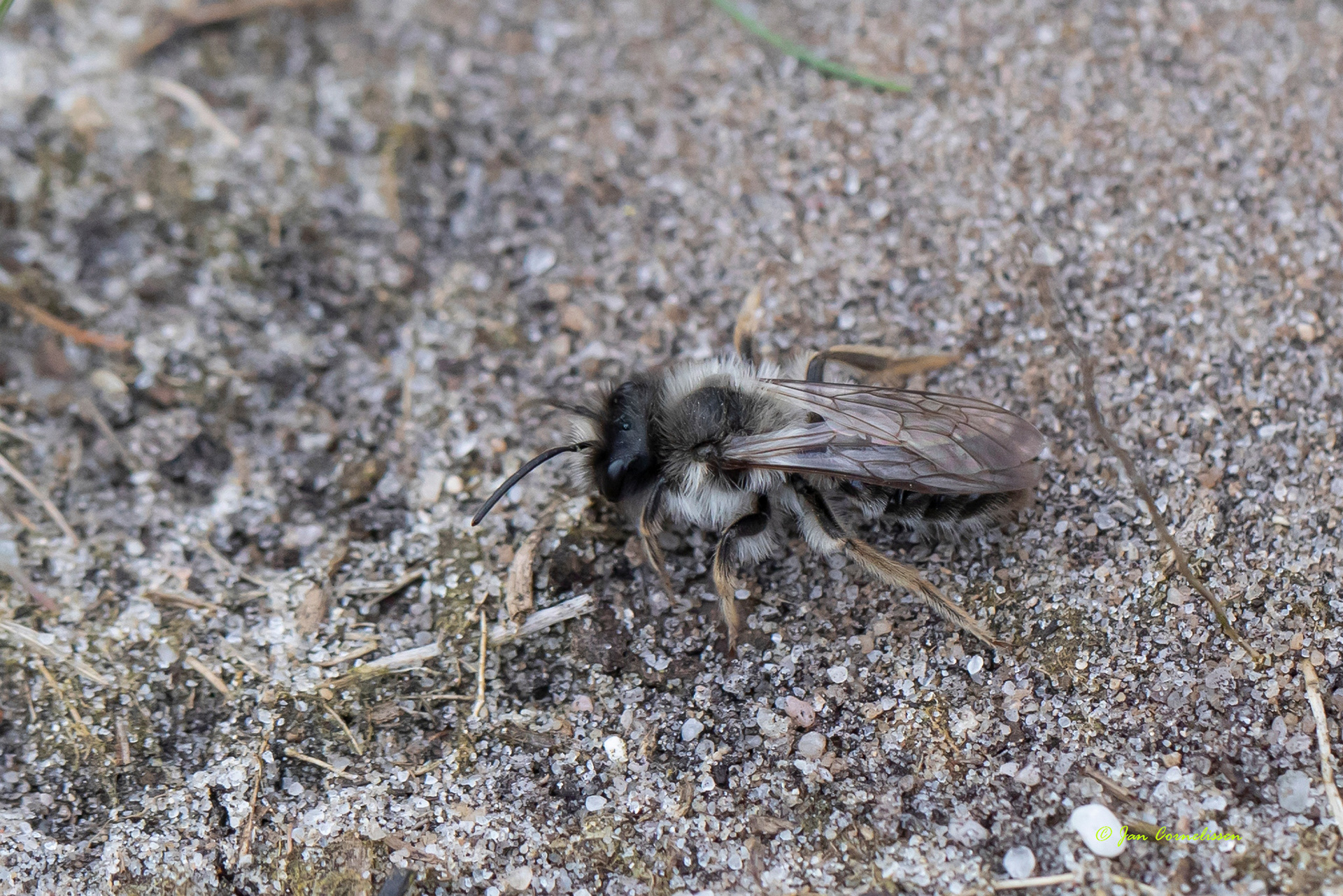Grijze zandbij - Andrena vaga (Pelt, B) 2021