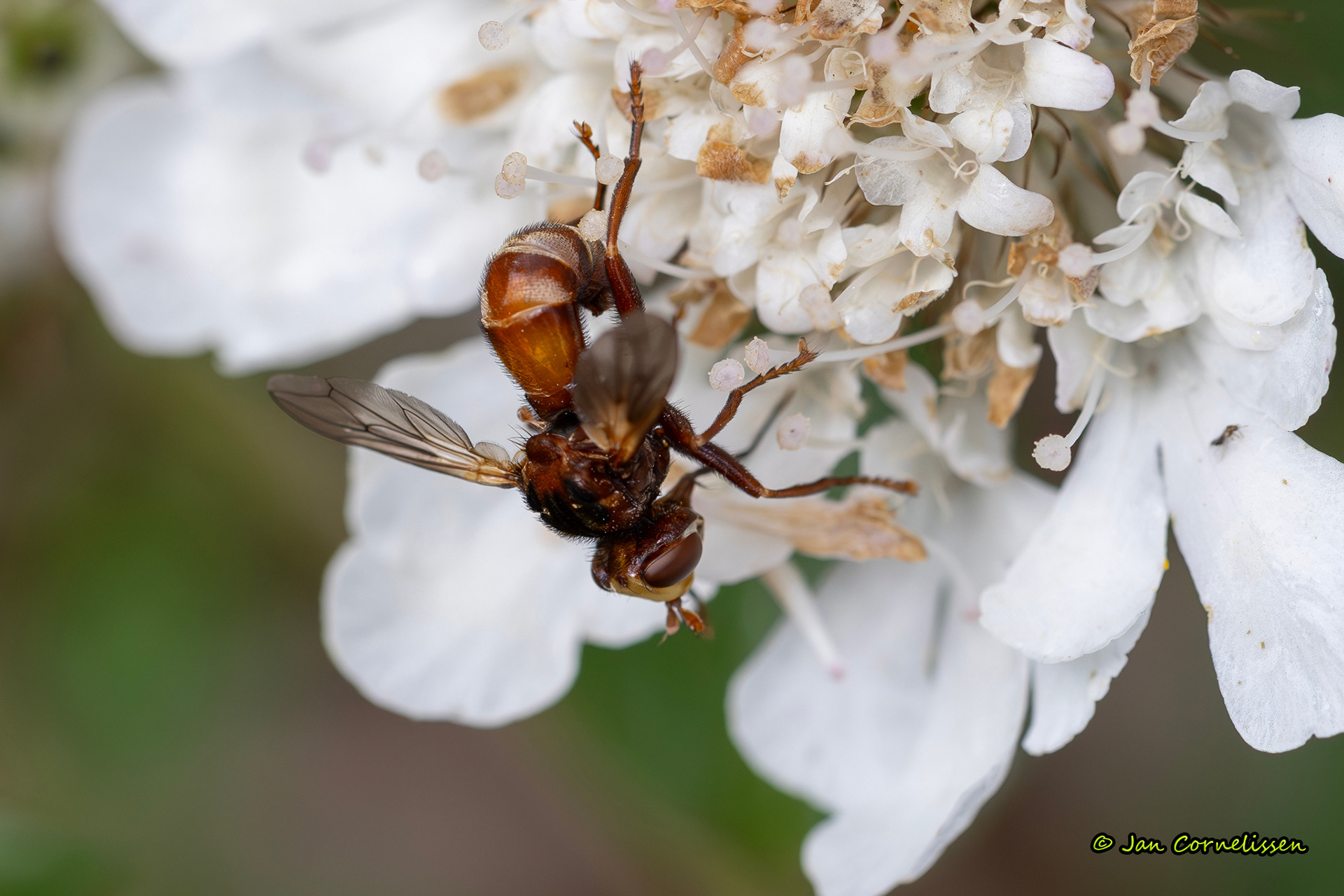Roestbruine kromlijf - Sicus ferrugineus (Pelt, B) 2025