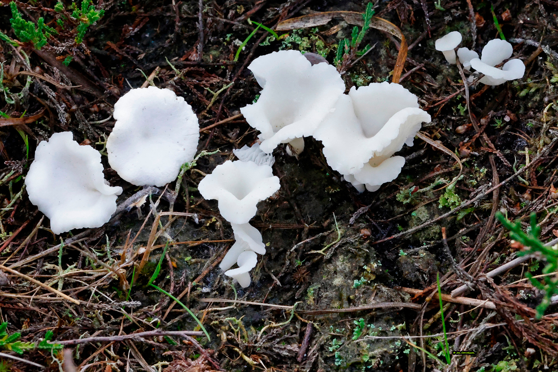 Wit heidetrechtertje