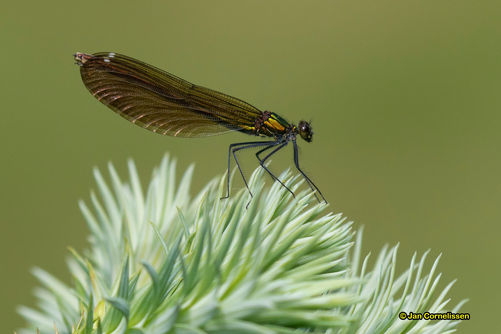 Bosbeekjuffer ♀ - Calopteryx virgo (Wisley, GB) 2018