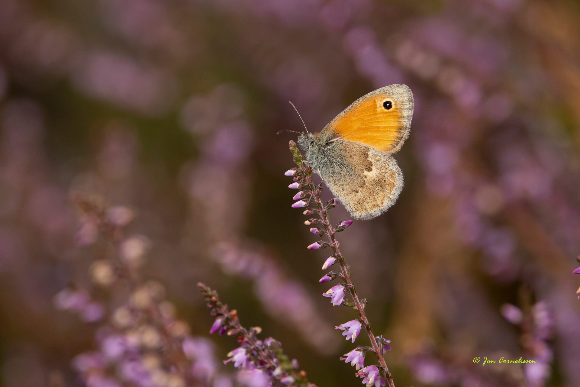 Hooibeestje -Â Coenonympha pamphilus (Soerendonk, NL) 2022