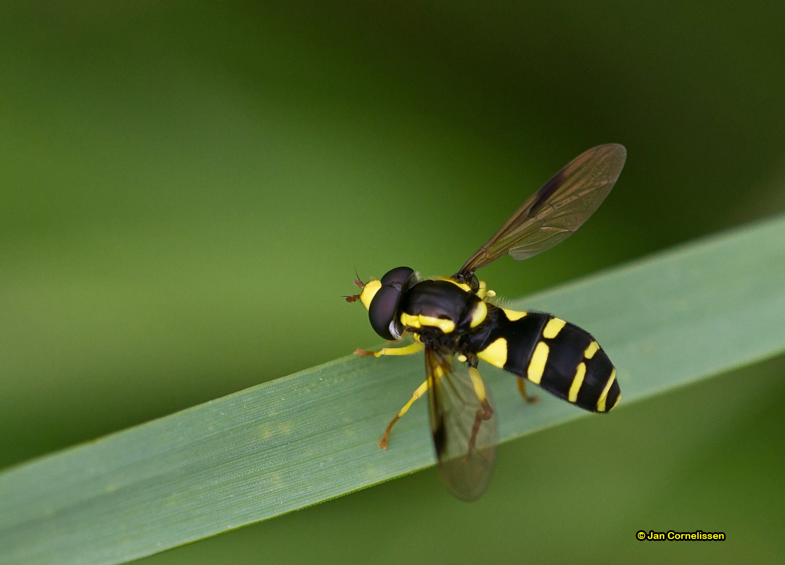 Gewone citroenzwever - Xanthogramma pedissequum, 2012