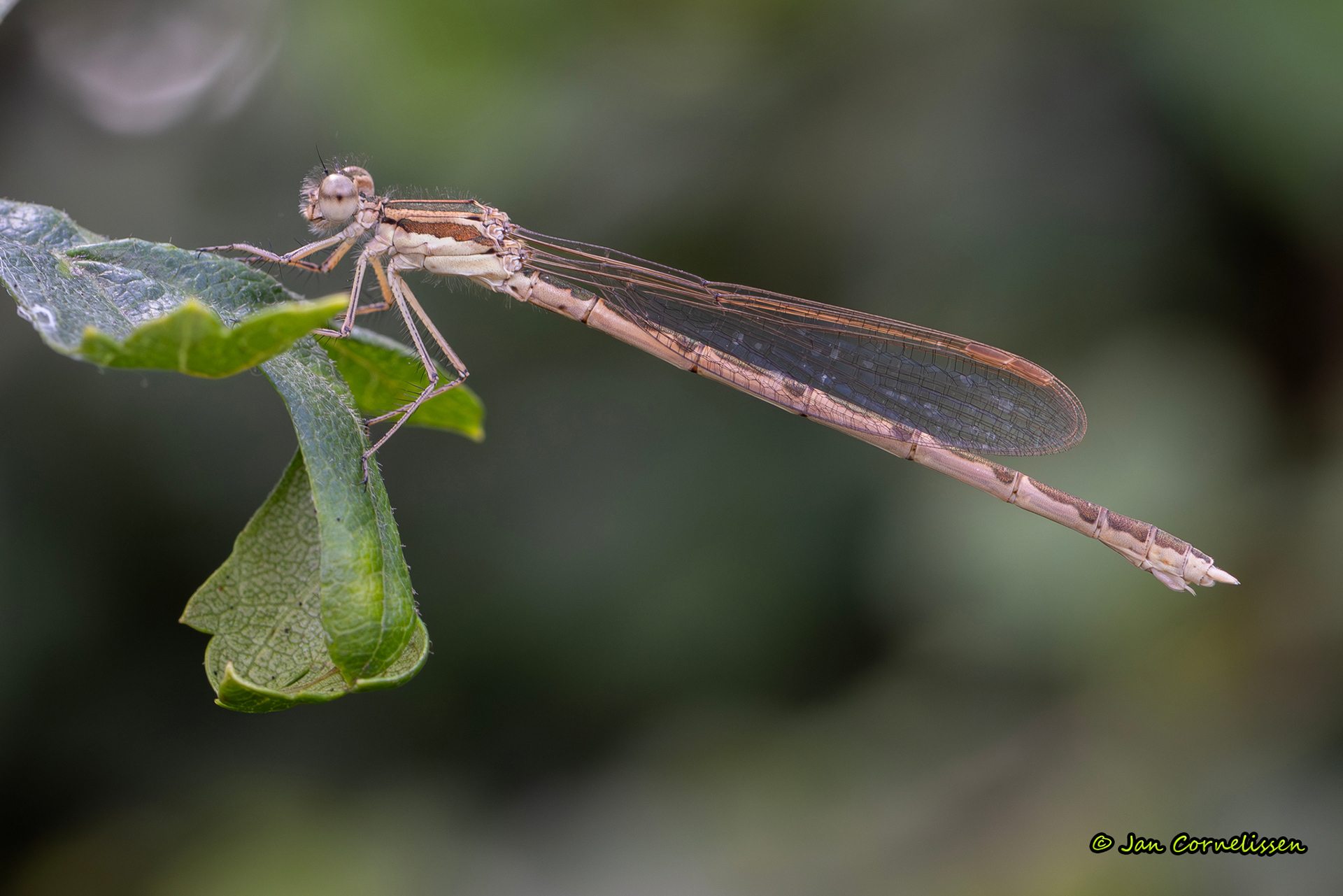Bruine winterjuffer ♀ - Sympecma fusca (Pelt, B) 2024