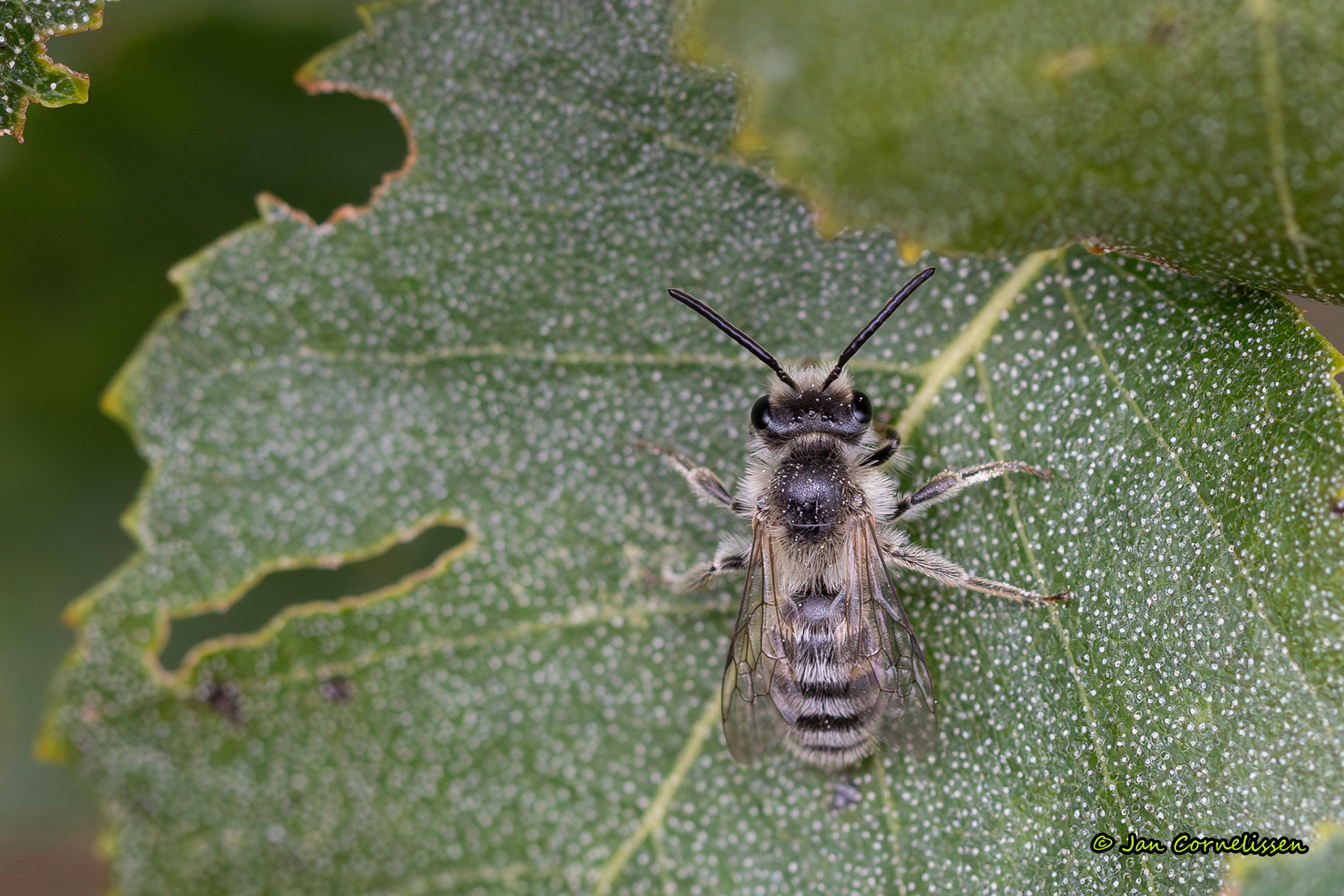 Heidezandbij - Andrena fuscipes (Pelt, B) 2023