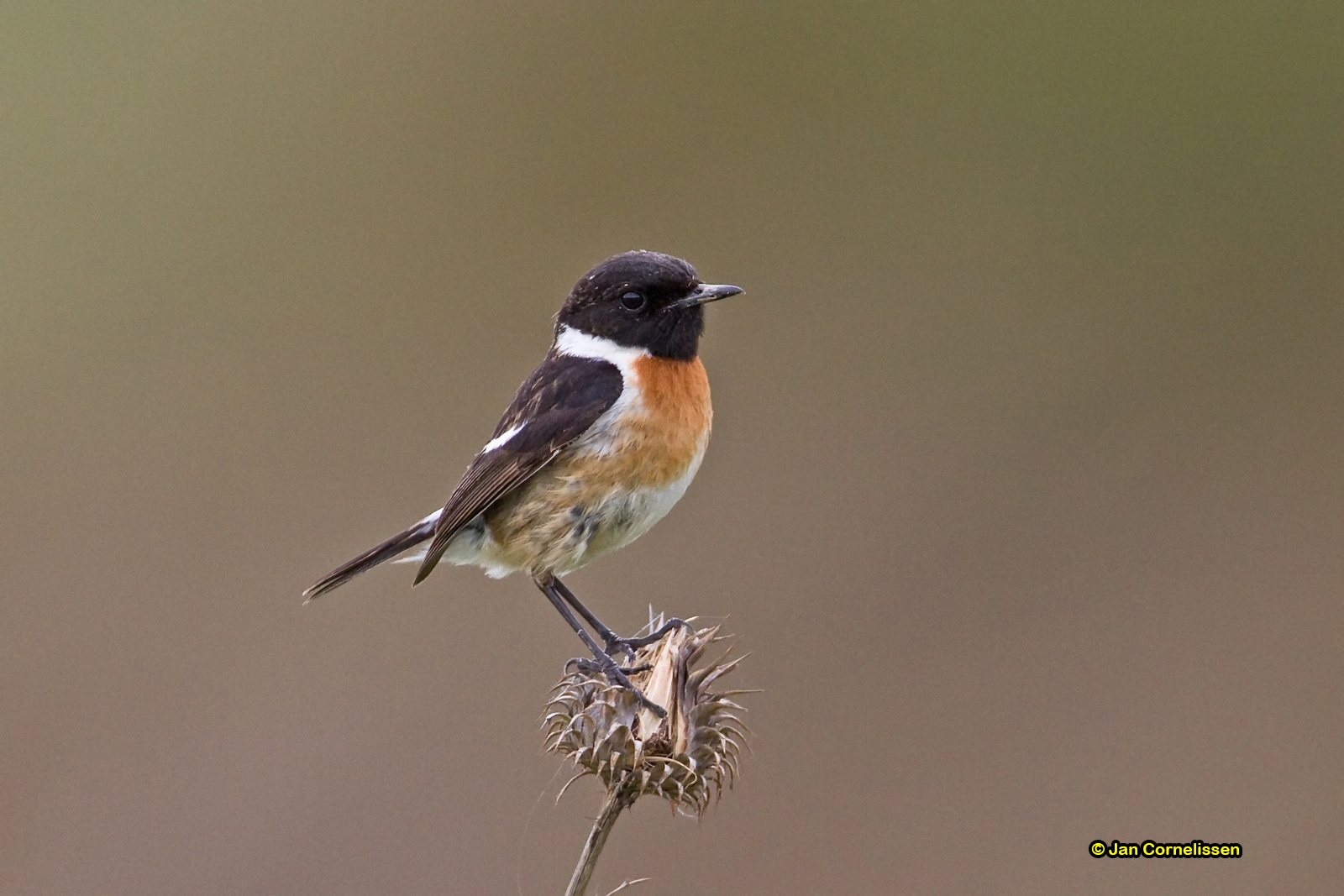 Roodborsttapuit ♂ - Stonechat - Saxicola torquata