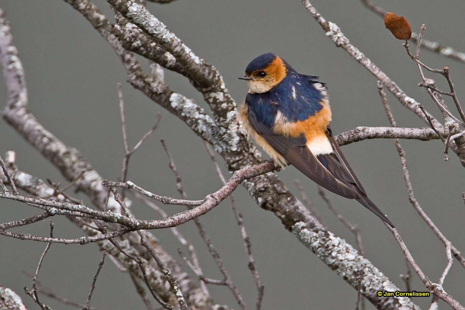 Roodstuitzwaluw - Red-rumped Swallow - Hirundo daurica