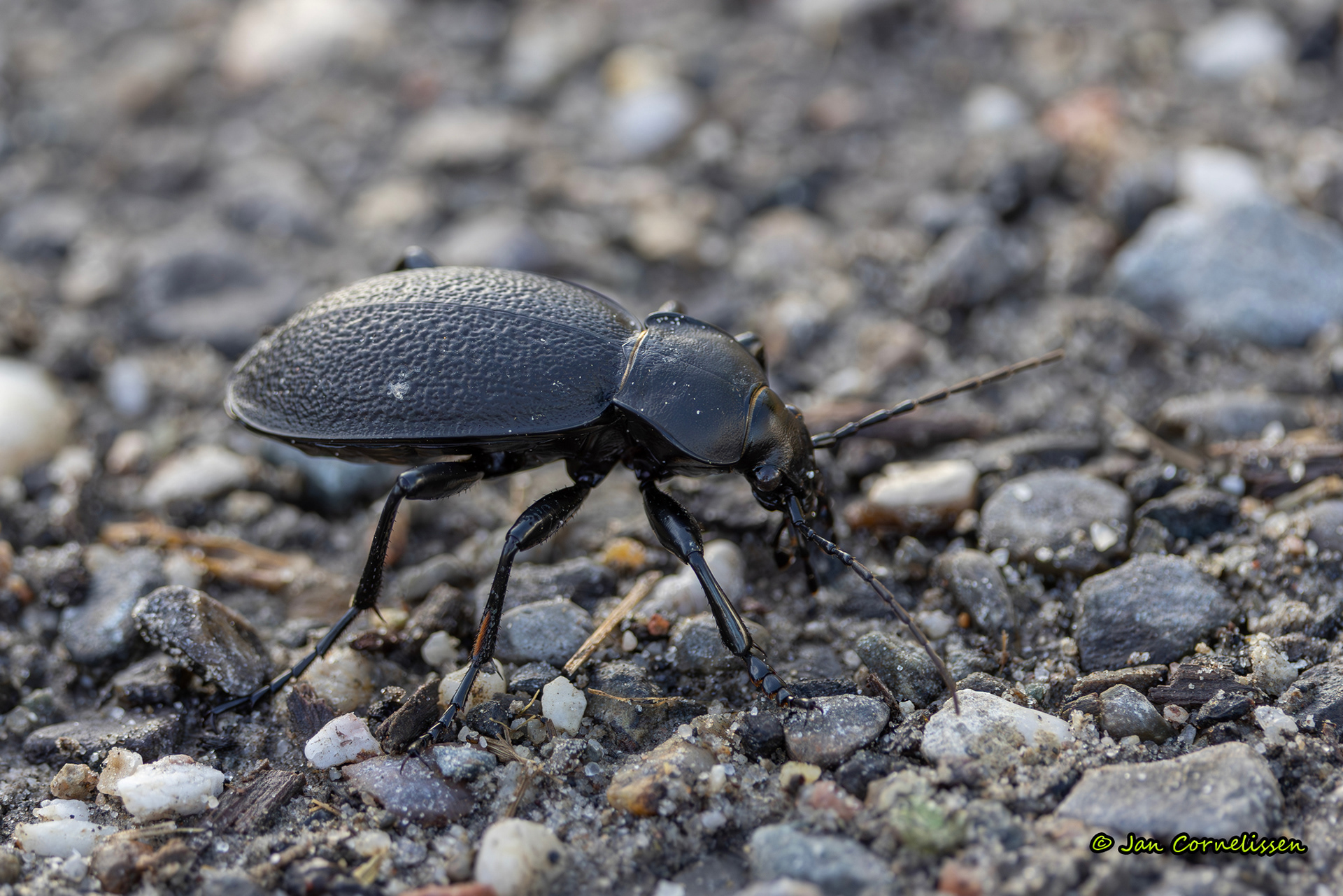 Lederschallebijter - Carabus coriaceus (Kalenberg, NL) 2024