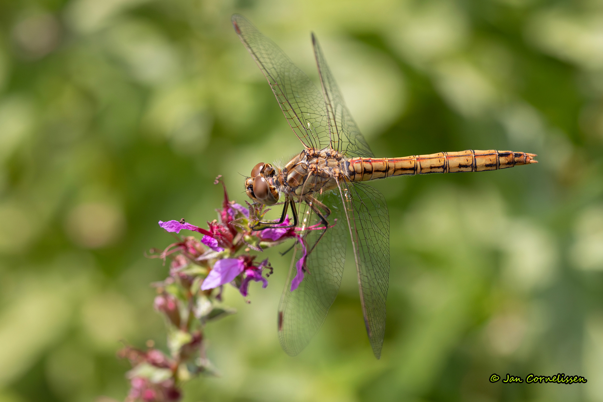Steenrode heidelibel ♂ - Sympetrum vulgatum (Pelt, B) 2020