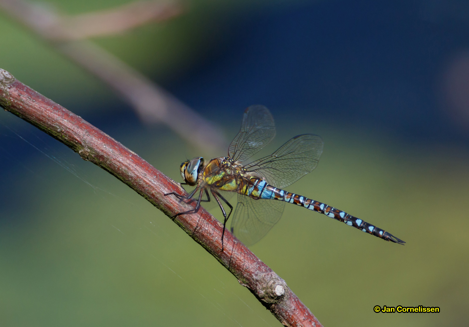 Paardenbijter ♂ - Aeshna mixta (Pelt, B) 2015