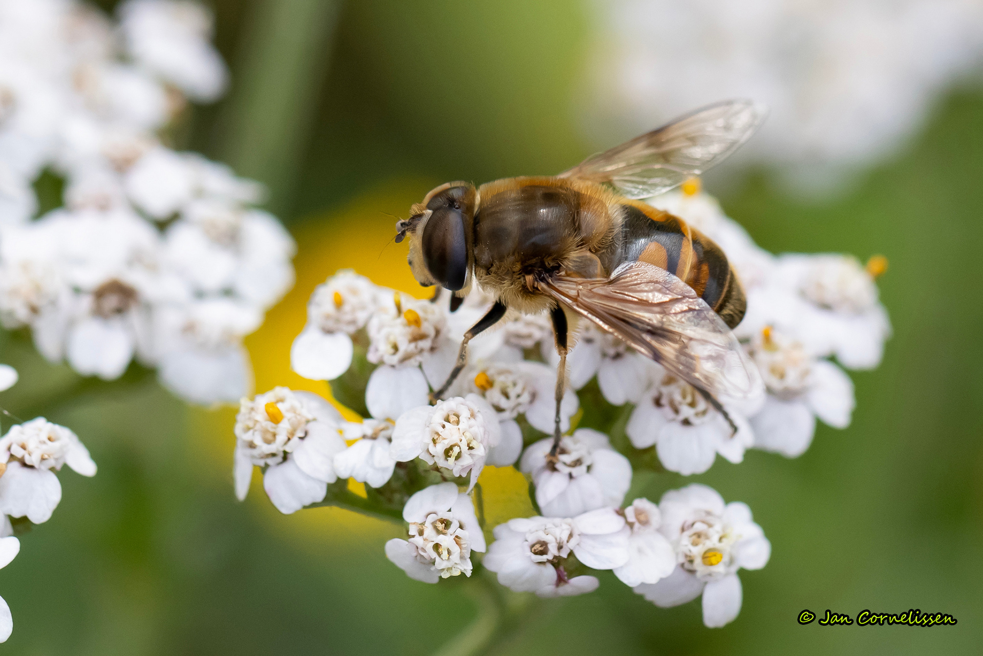 Blinde bij - Eristalis tenax (Pelt, B) 2023