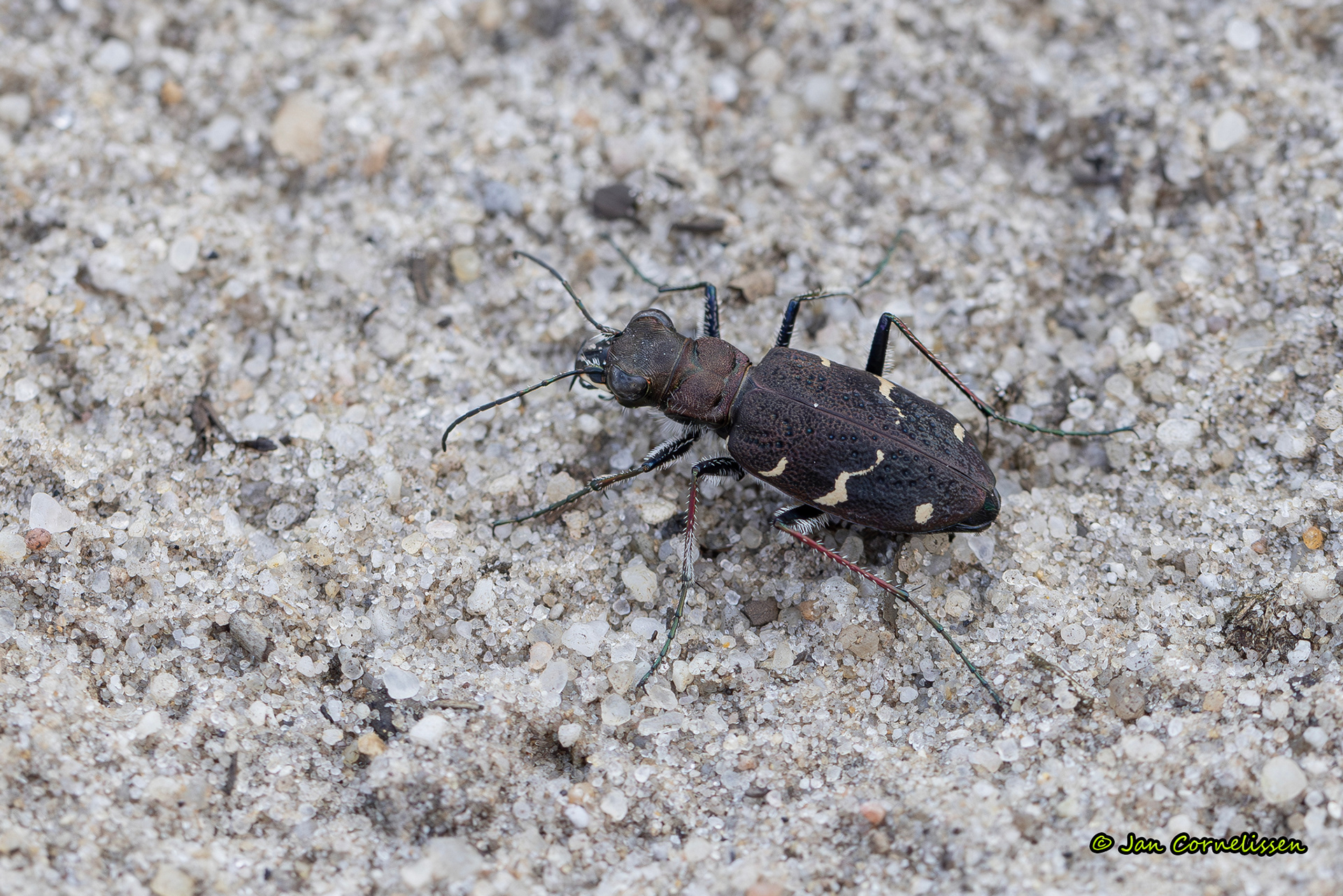 Boszandloopkever - Cicindela sylvatica (Leende, NL) 2024