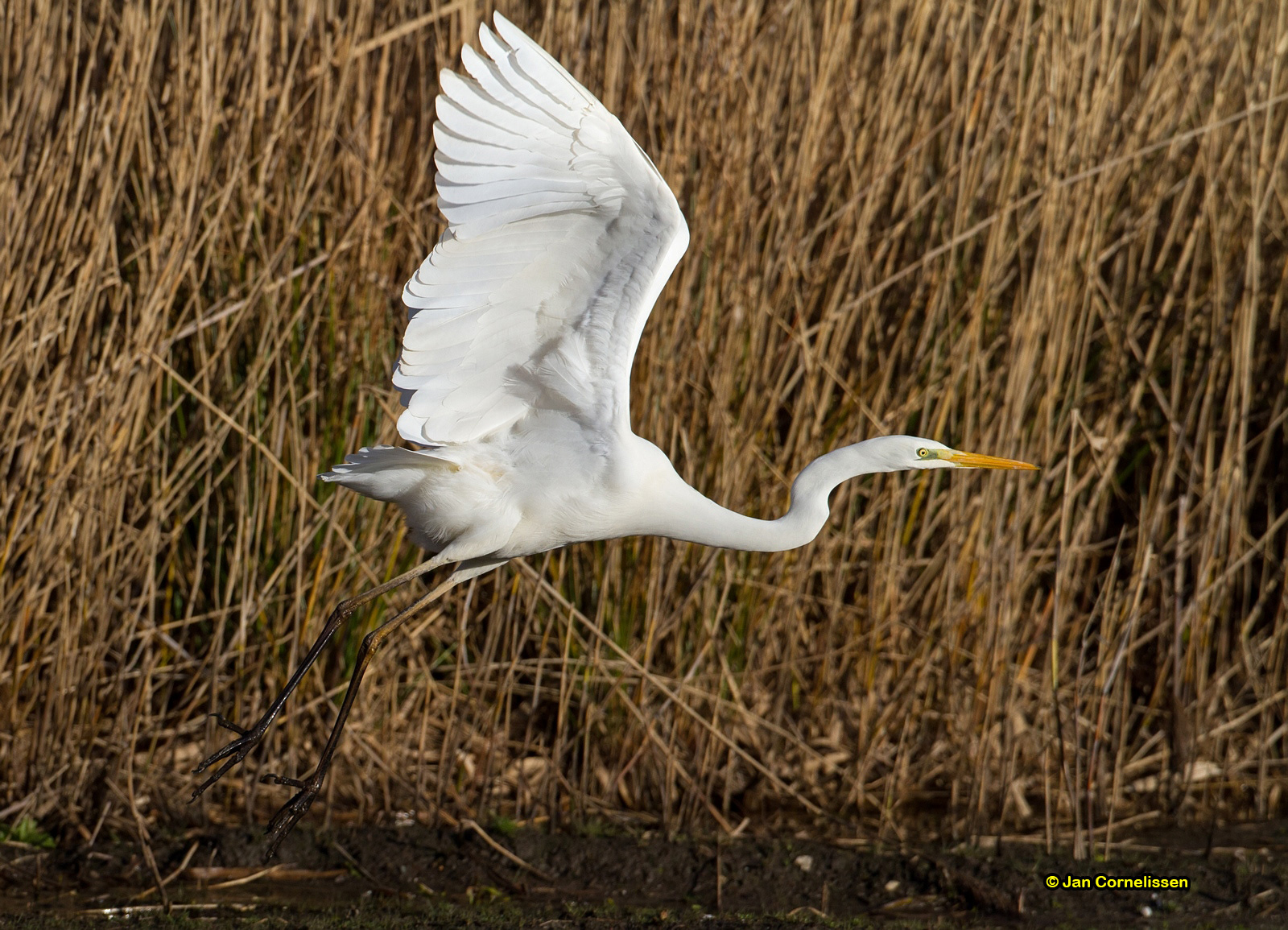 Grote zilverreiger
