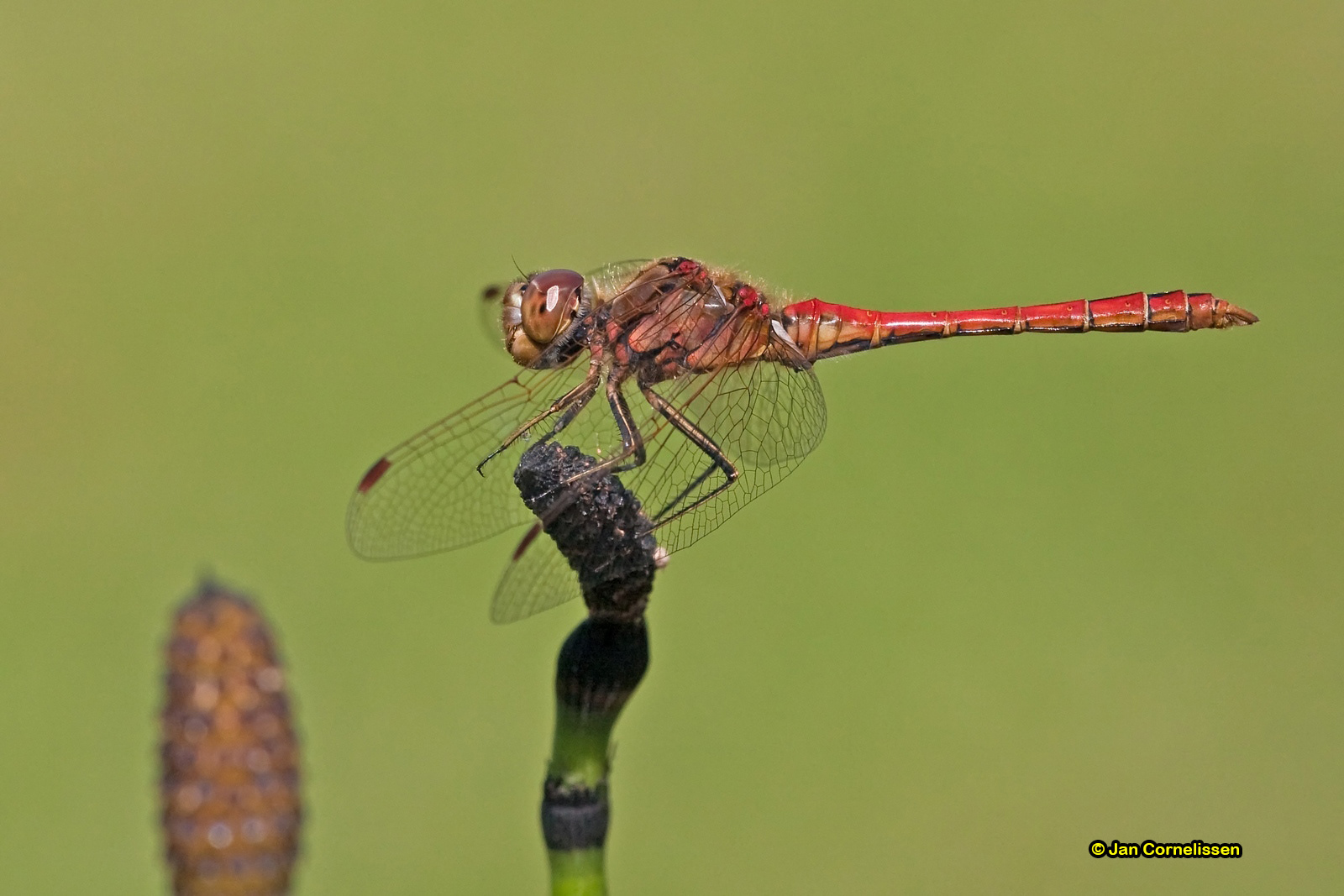 Steenrode heidelibel ♂ - Sympetrum vulgatum (Pelt, B) 2009
