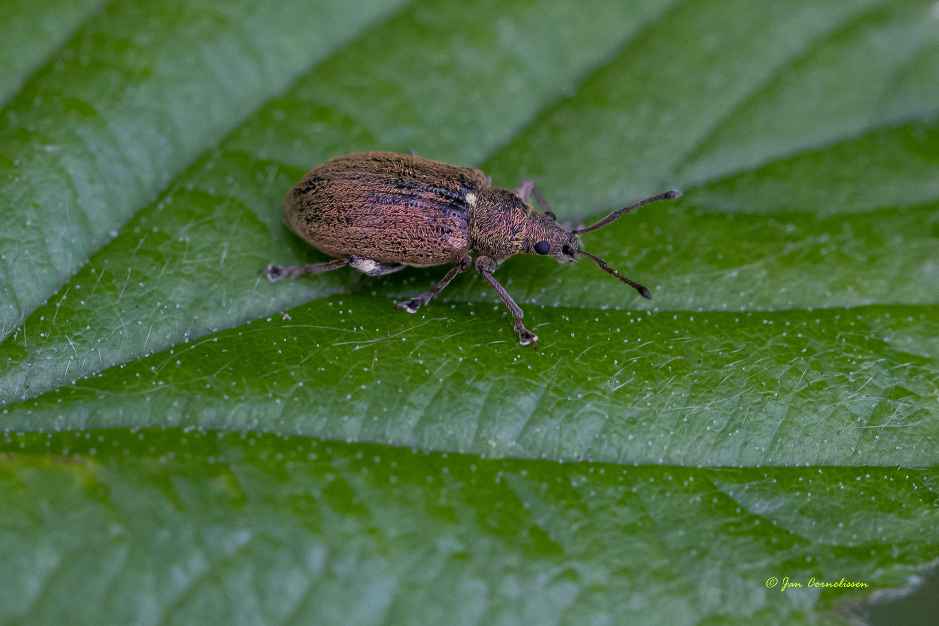 Gestreepte bladsnuitkever - Phyllobius pyri (Bree, B) 2021