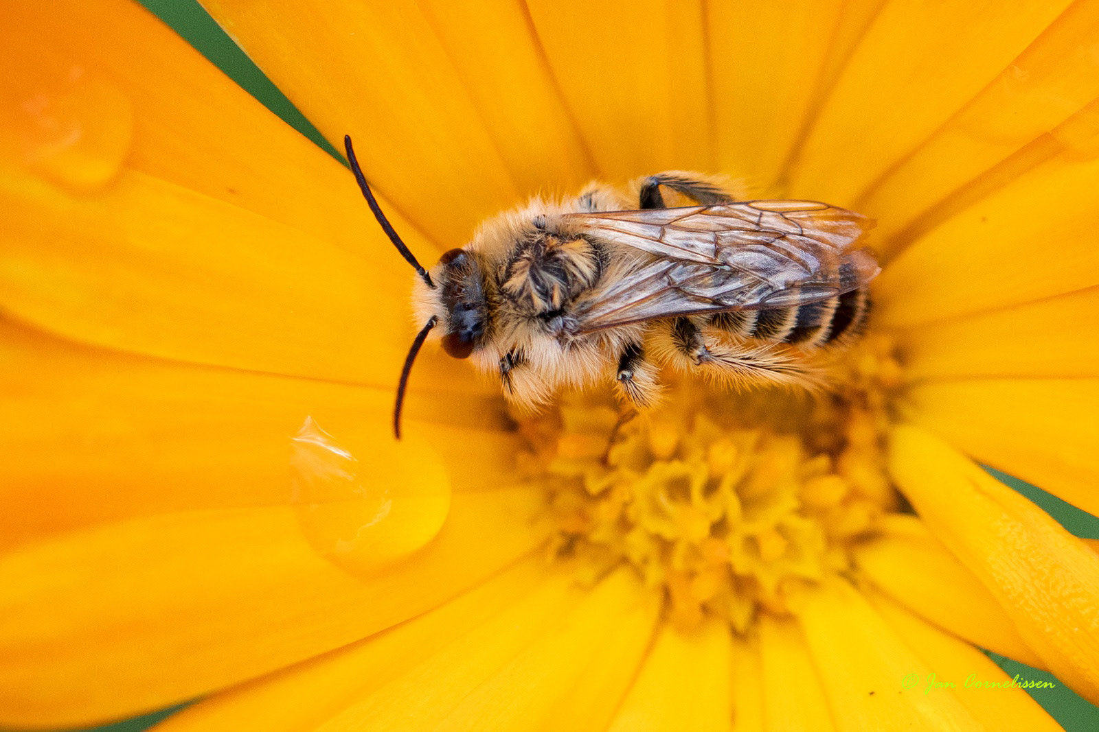 Grasbij - Andrena flavipes (Pelt, B) 2020