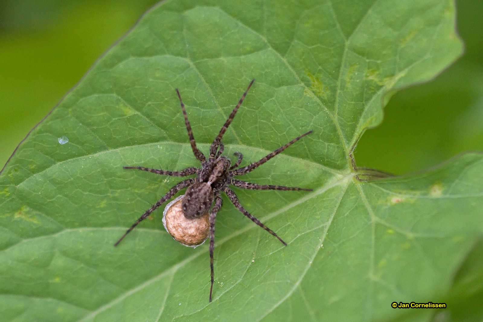 Gewone wolfspin - Pardosa pullata (Zoutleeuw, B) 2010