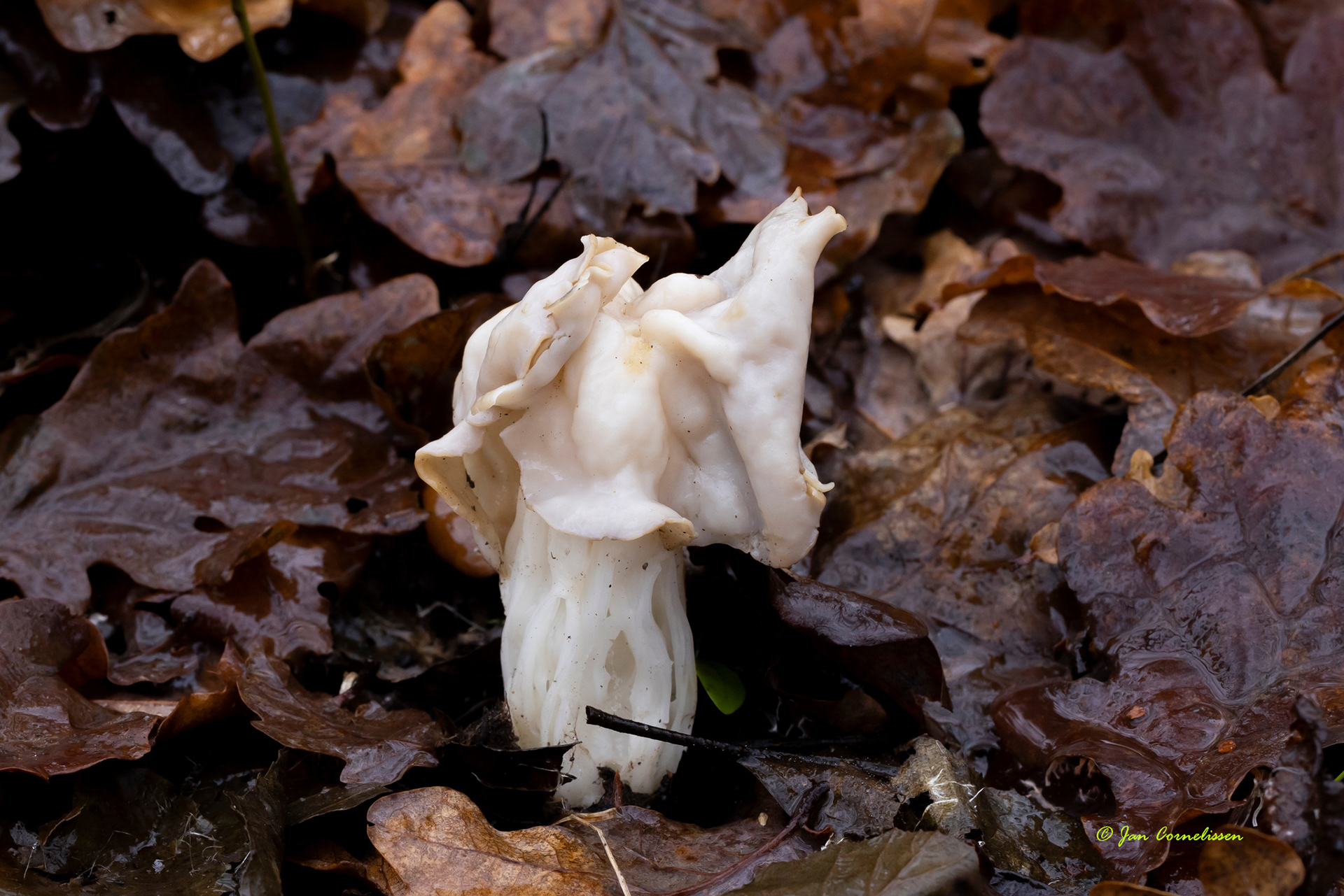 Witte kluifzwam